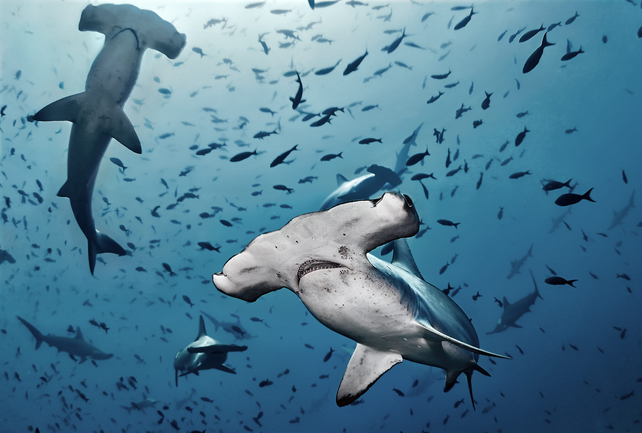 Hammerhead sharks, Dive destinations, Fascinating underwater creatures, Cool shark facts, 2050x1380 HD Desktop