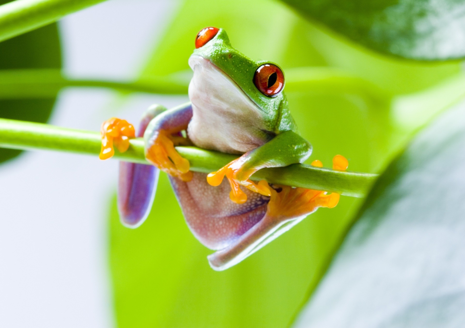 Spectacular amphibian, Vibrant red-eyed frog, Aesthetic wallpaper, Wallpaper access, 1920x1360 HD Desktop