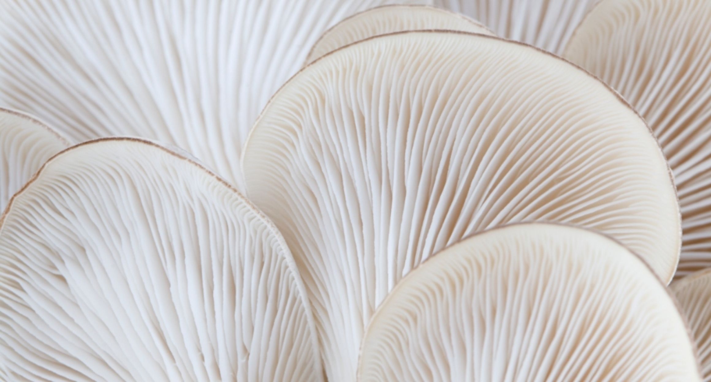 Oyster mushrooms, Plant based ingredients, Market growth, Food matters live, 2320x1250 HD Desktop