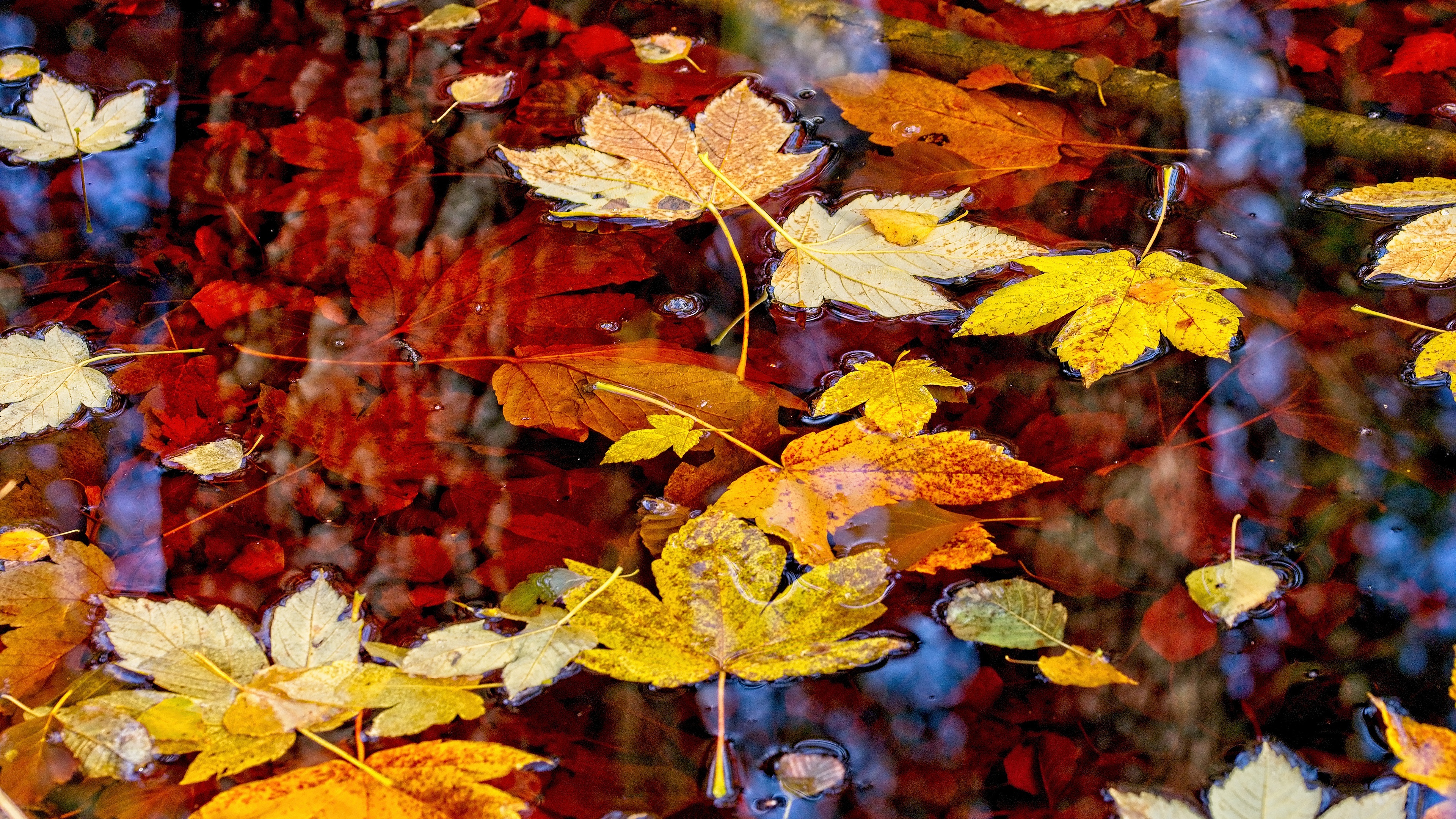 Leaf, 4K ultra HD, Nature's marvel, Captivating imagery, 3840x2160 4K Desktop