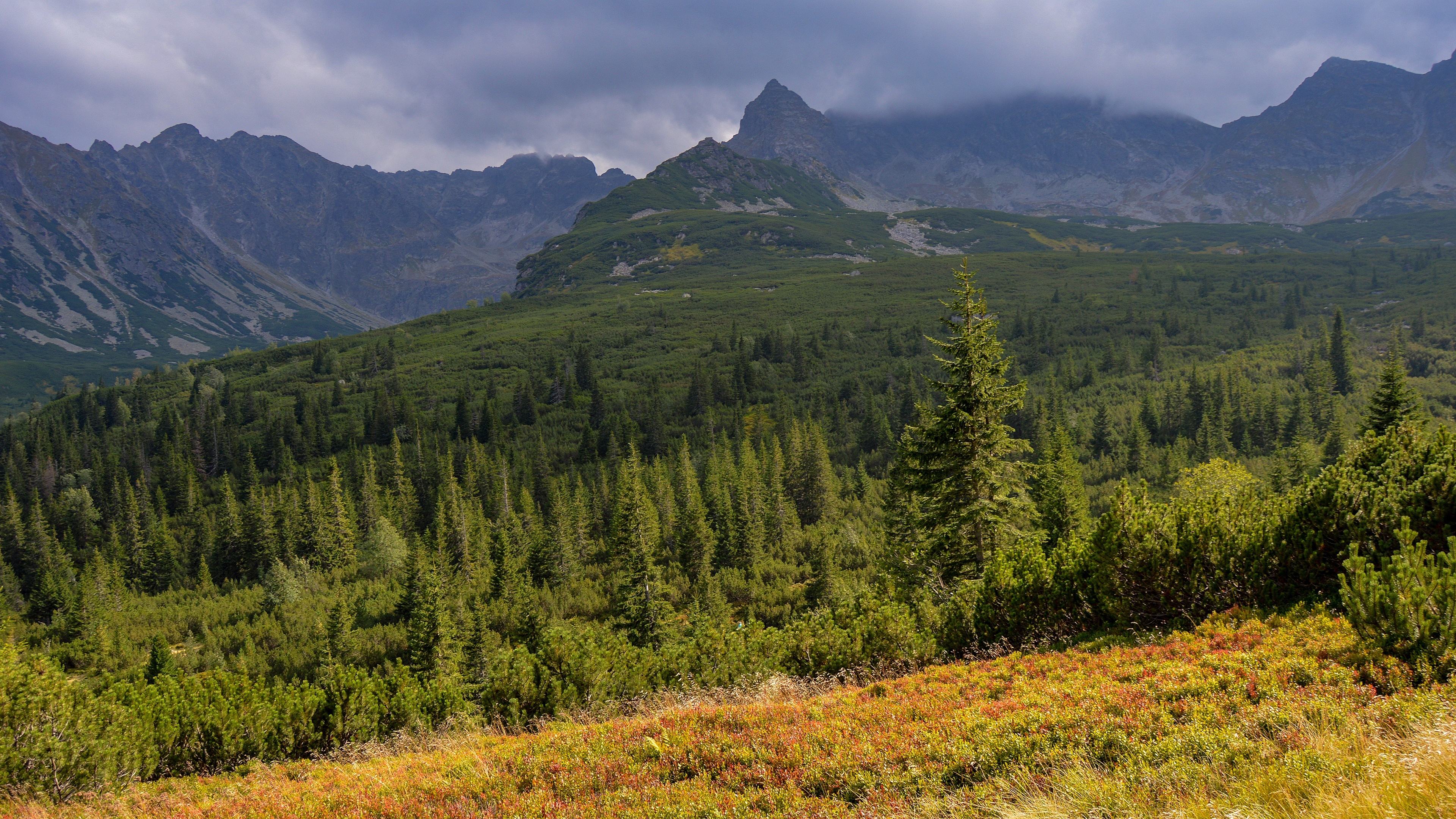 4K spruce wallpapers, High-resolution beauty, Nature's majesty, Detailed landscapes, 3840x2160 4K Desktop
