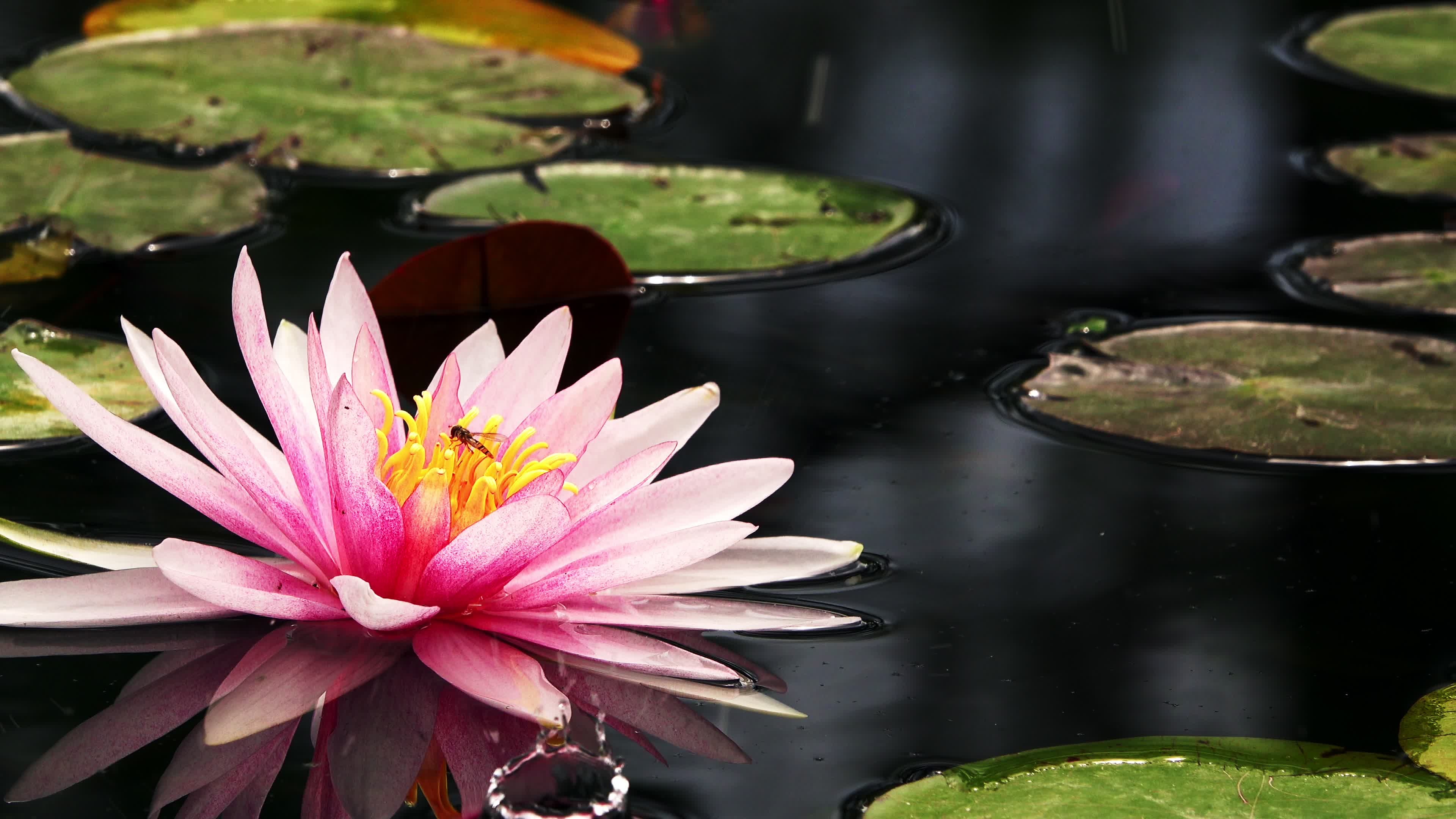 Lotus flower stock video, Free download, Mesmerizing footage, Natural beauty, 3840x2160 4K Desktop