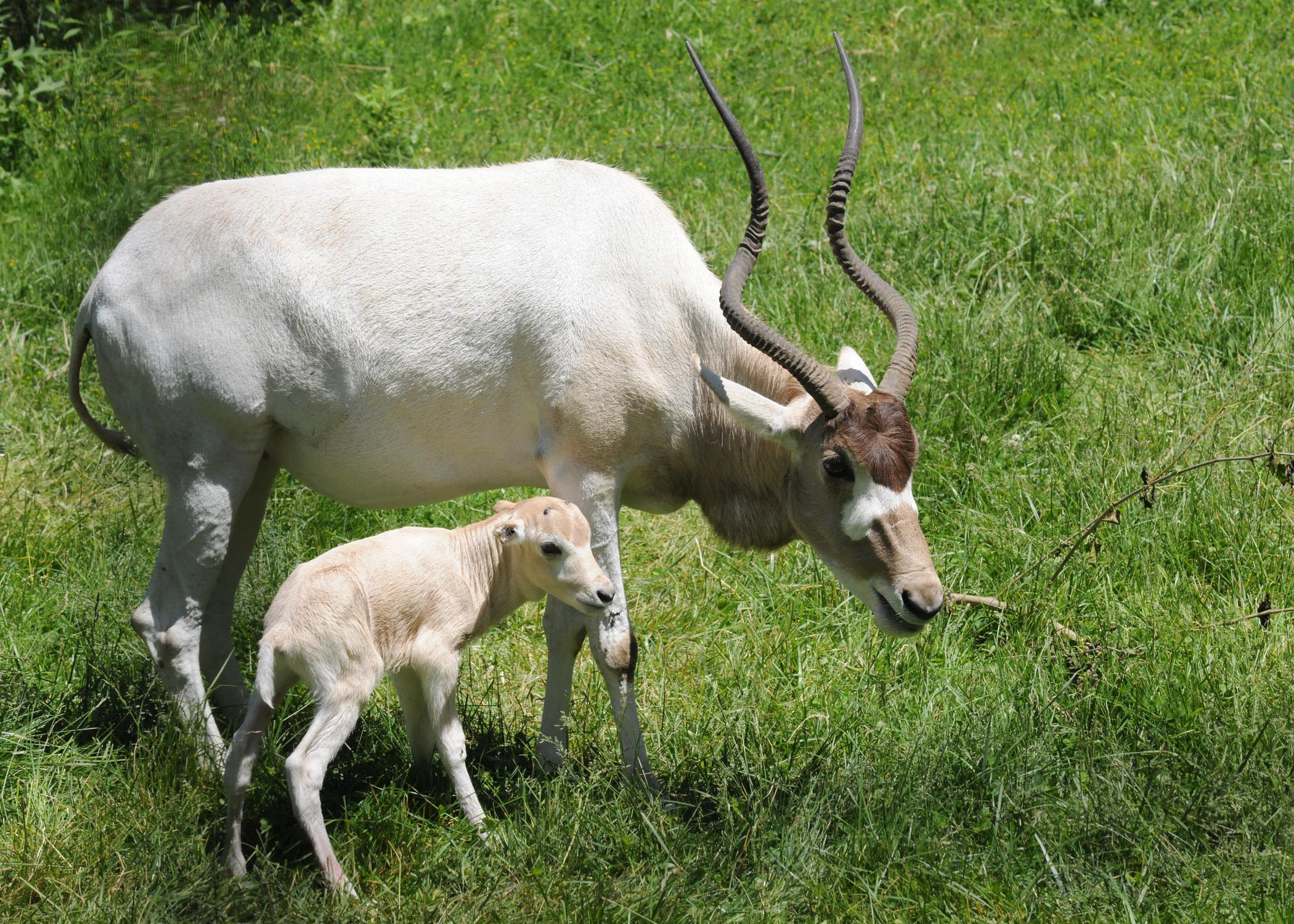 Baby antelope born, On display, Brookfield zoo, Photos, 2100x1500 HD Desktop