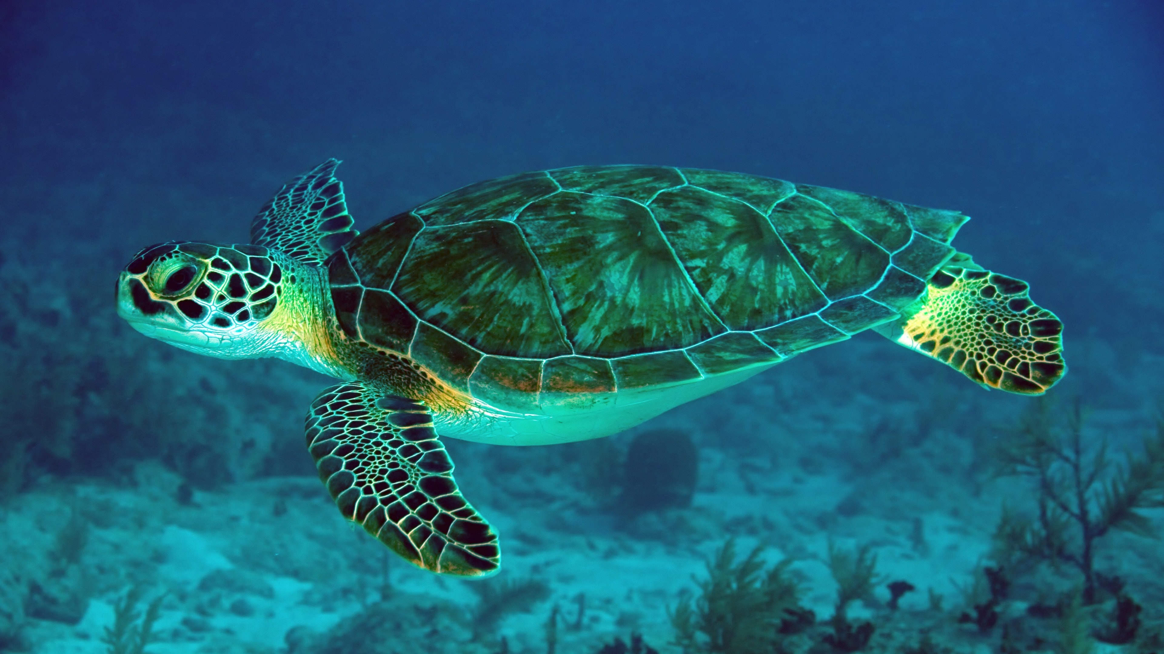 Turtle: An order of reptiles known as Testudines, Underwater. 3840x2160 4K Wallpaper.