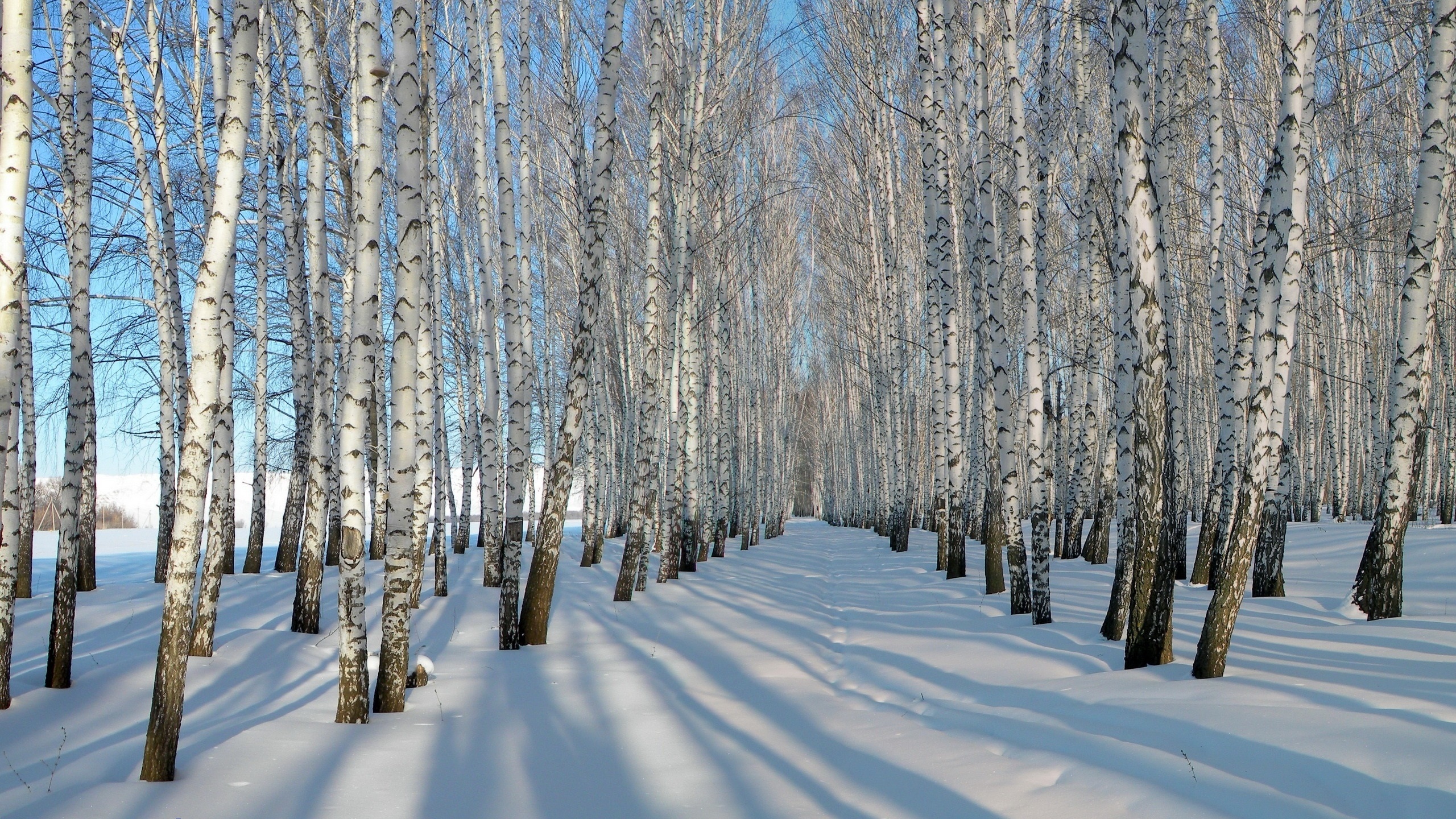 Thick snow winter, Birch trees wallpaper, Nature and landscape wallpaper, Better, 2560x1440 HD Desktop