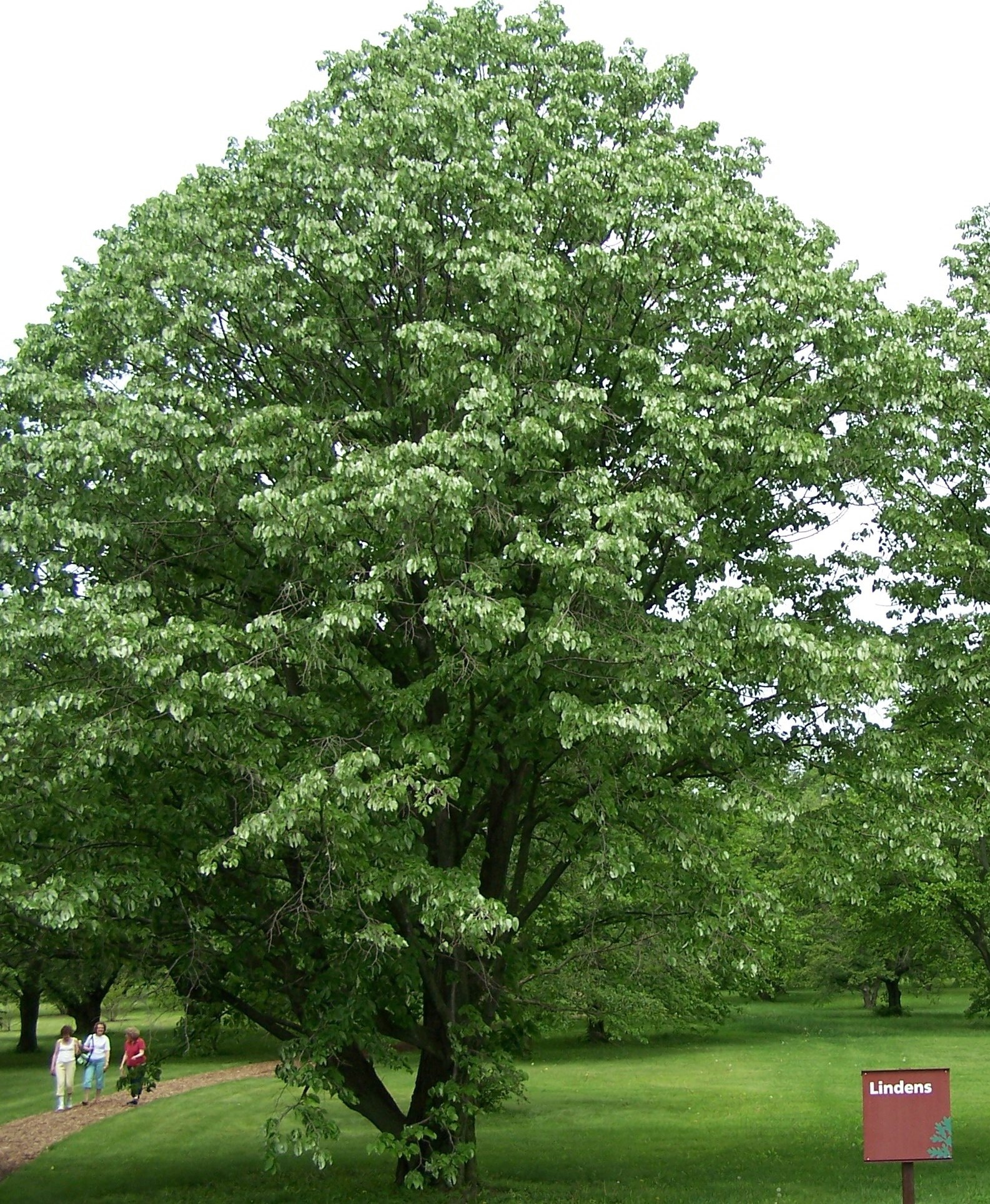 Linden Tree, grow linden, growing, caring, 1590x1930 HD Handy