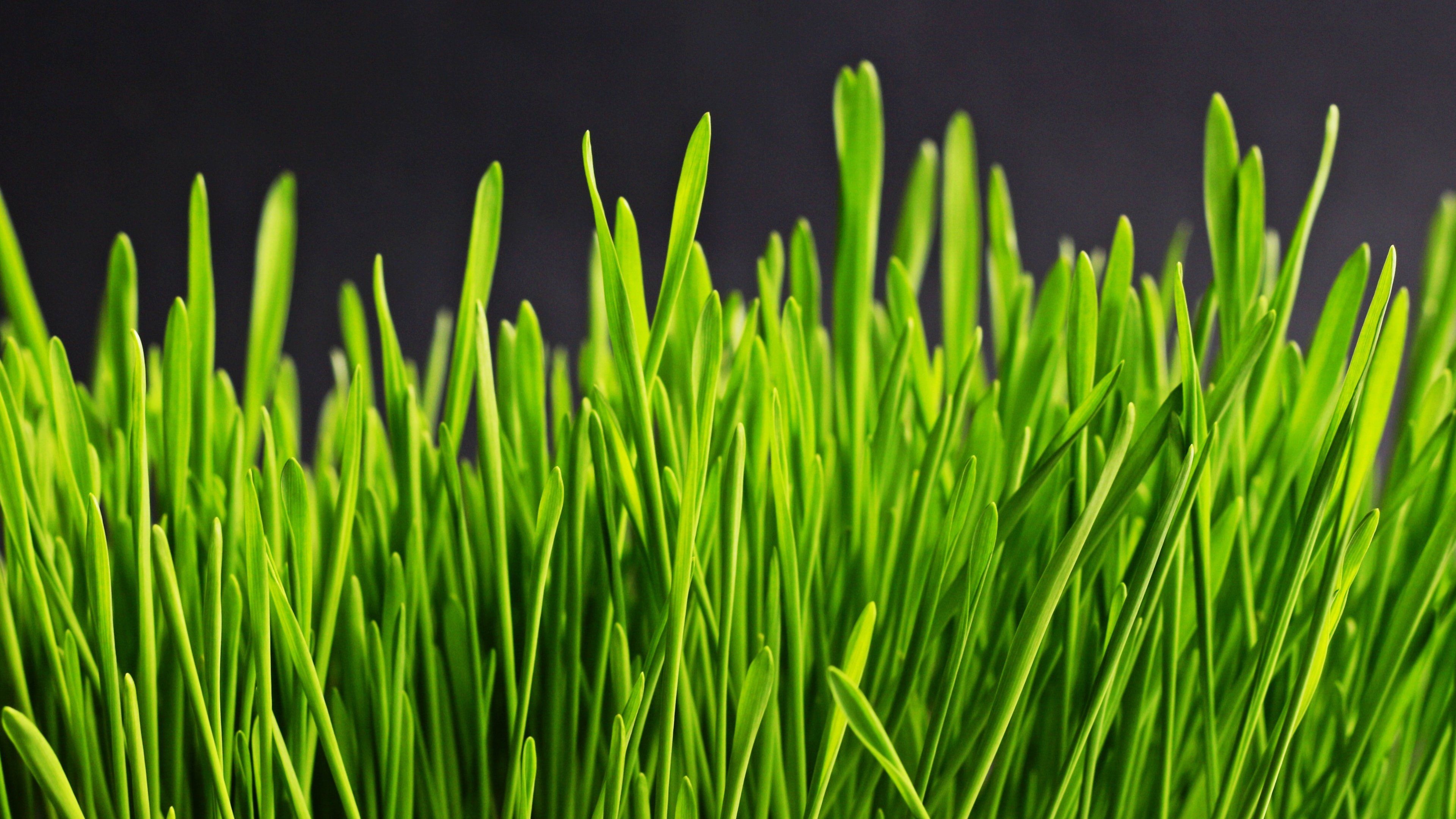 Aesthetic grass desktop wallpapers, Green nature, Serene landscapes, Vibrant greens, 3840x2160 4K Desktop