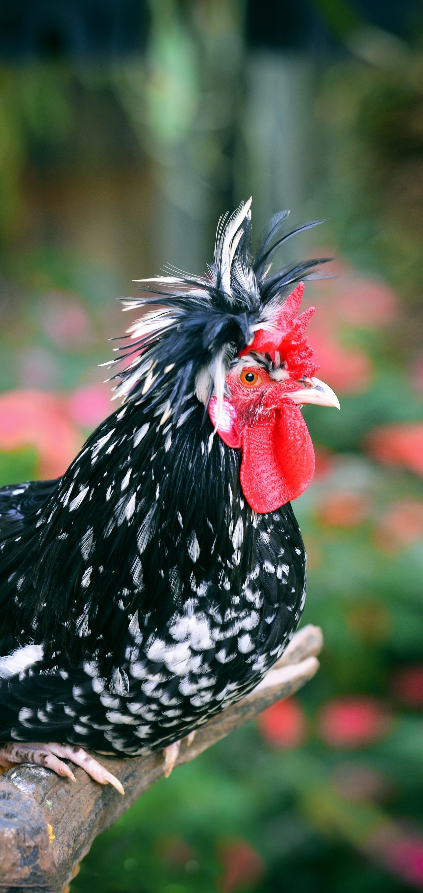 Animal companion, Feathered friend, Funny chicken, Lovely creature, 1440x3040 HD Handy