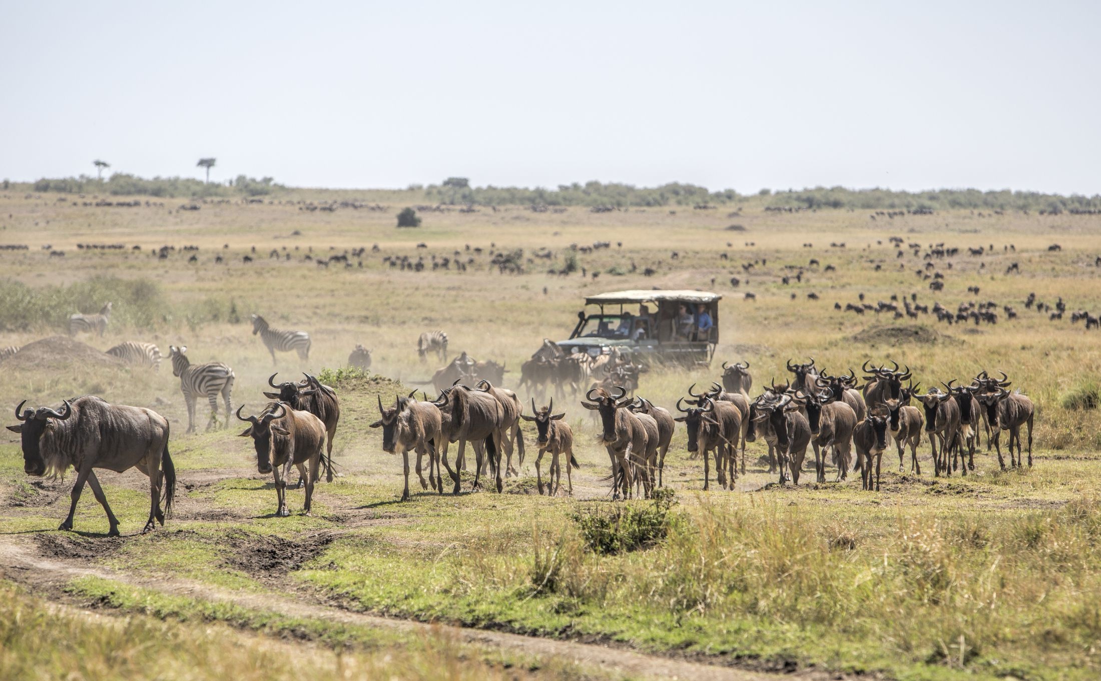 Entdeckung des Masai Mara Reservats, 2200x1370 HD Desktop