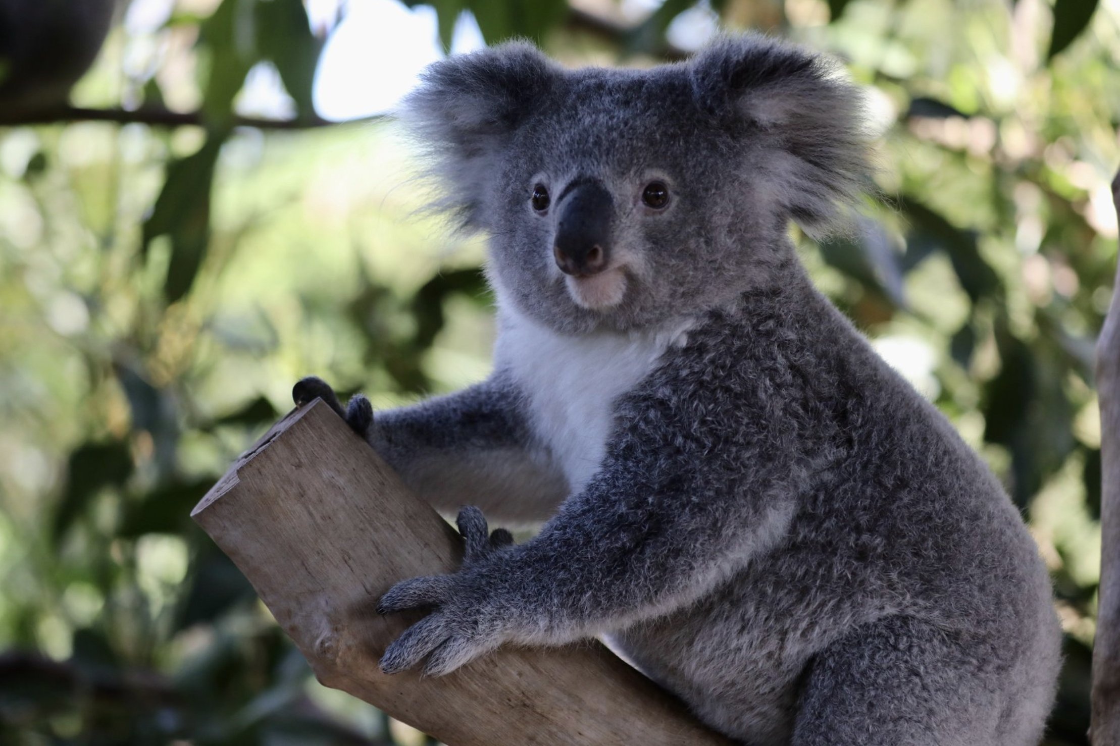 Koalas facing extinction, New South Wales crisis, Alarming predictions, Urgent action, 2220x1480 HD Desktop