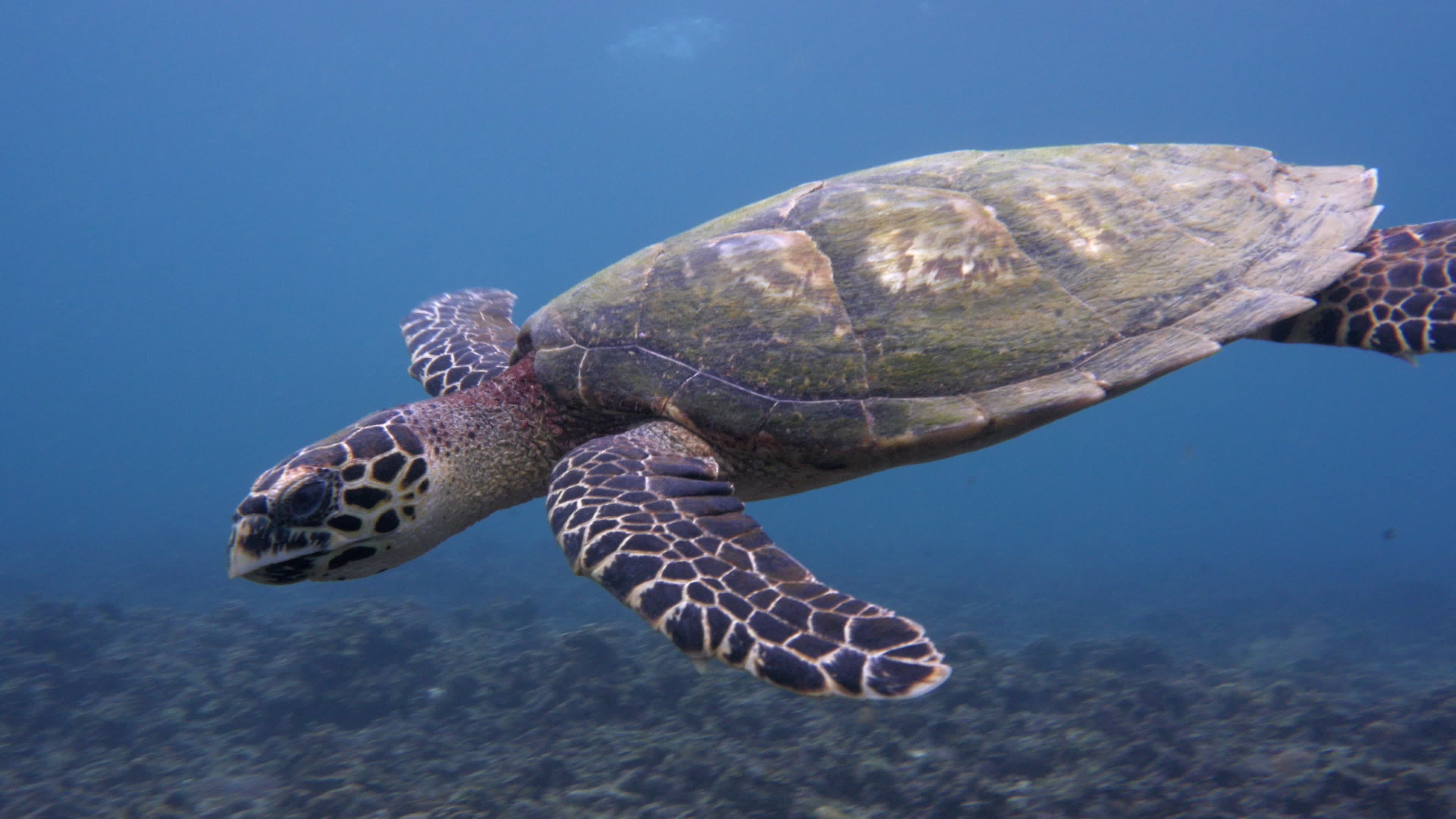 Sea turtle video, Captivating underwater footage, Stock videos, Marine life wonders, 3840x2160 4K Desktop