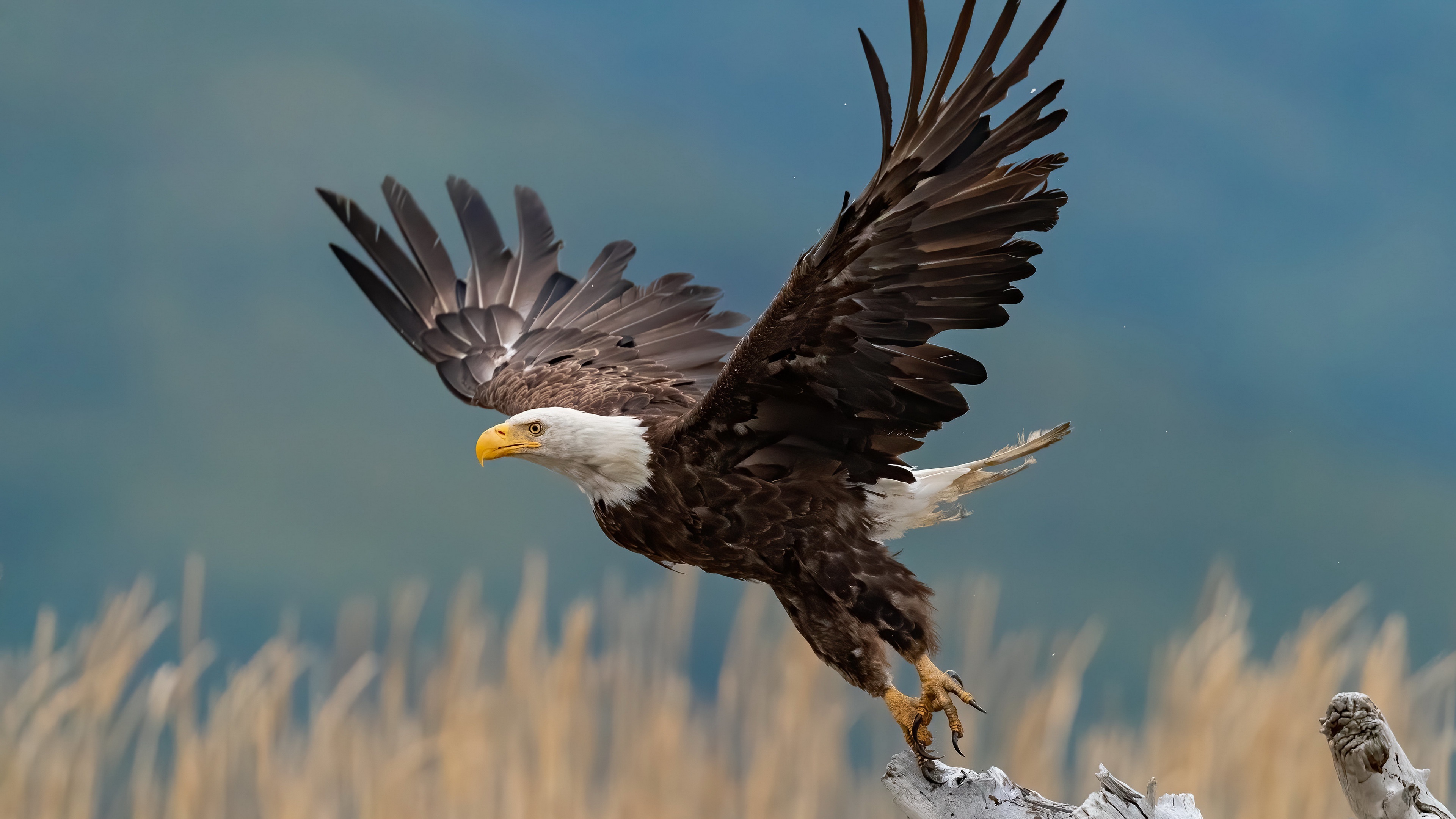 Bald Eagle, Majestic bird, Zoey peltier, Animal kingdom, 3840x2160 4K Desktop