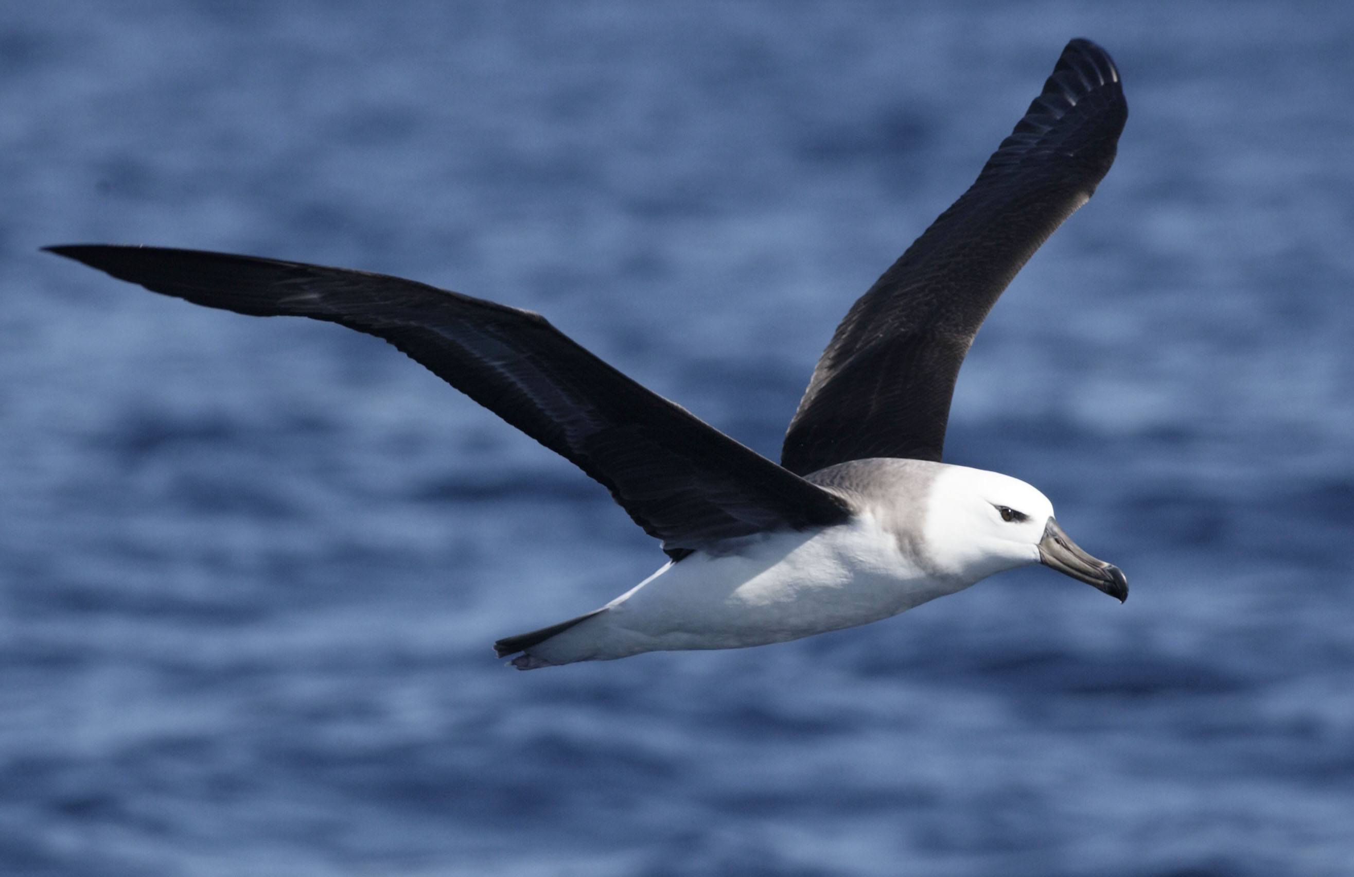 Albatross in flight, Serene ocean landscapes, Powerful wingspan, Nature's navigator, 2640x1710 HD Desktop