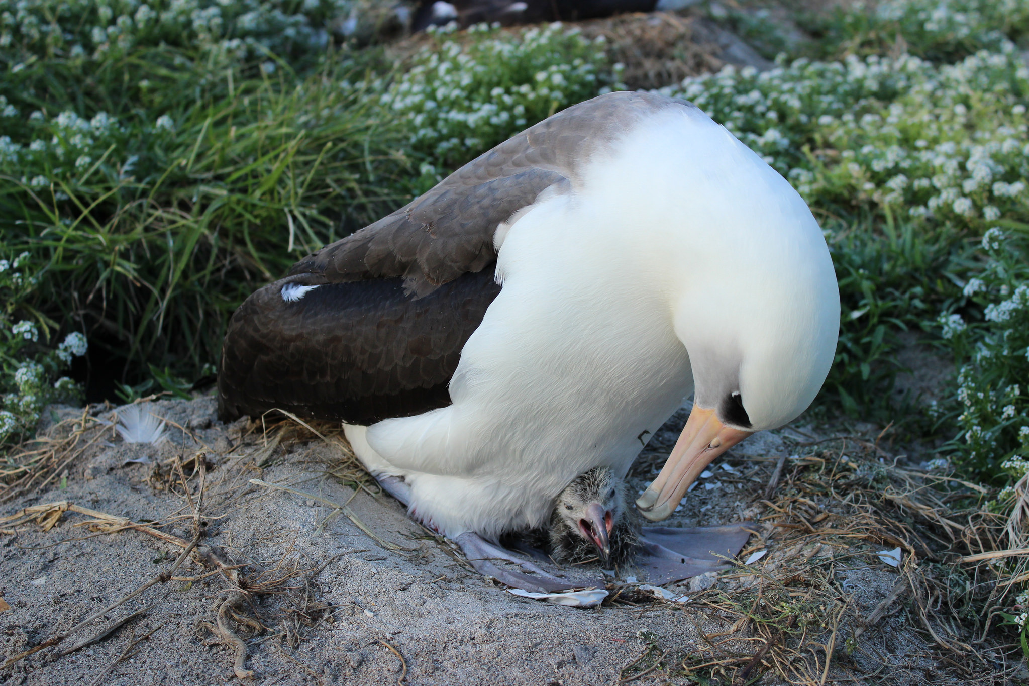 Wisdom of albatross, Conservation efforts, Global population, Inspiring resilience, 2050x1370 HD Desktop