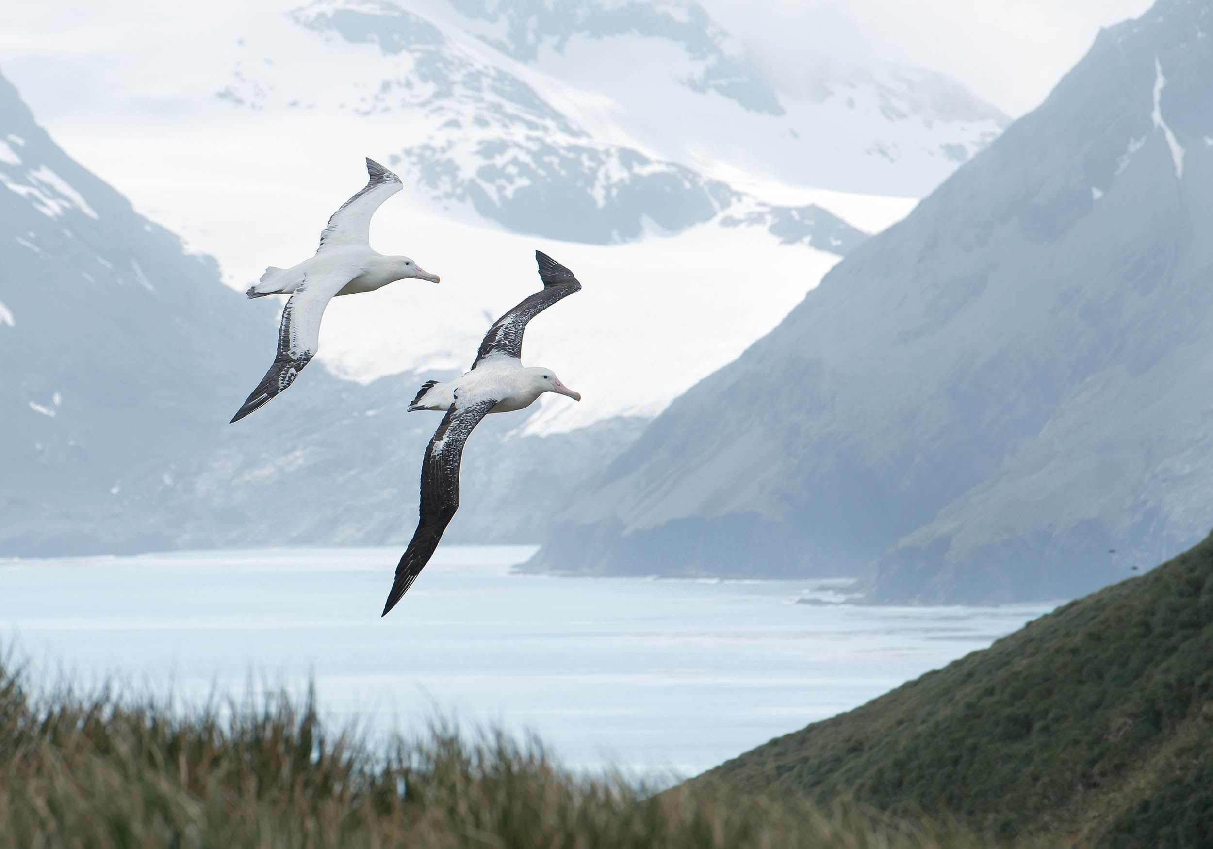 Flying albatrosses, Antarctic triumph, Wildlife sketch, Breathtaking avian display, 2500x1750 HD Desktop