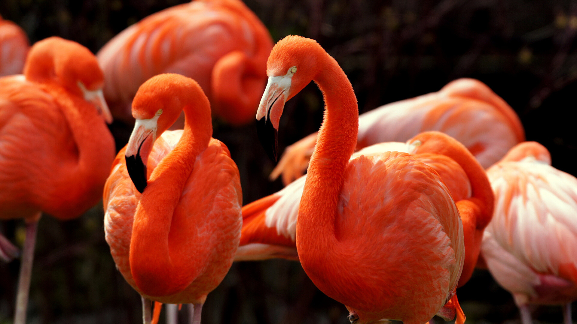 Flamingo: Wading birds with a long neck and long legs. 1920x1080 Full HD Wallpaper.