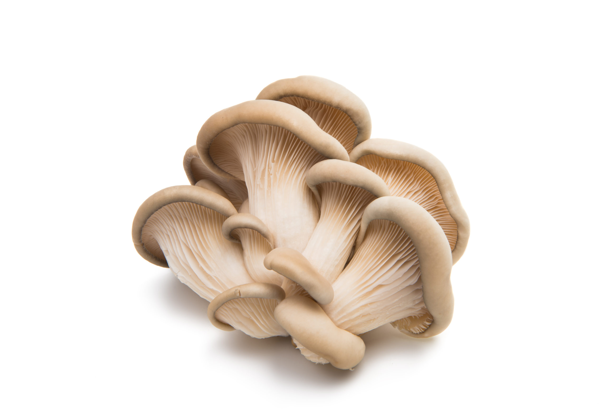 Oyster mushrooms, Harvesting process, Finca El Pilar, Farming techniques, 2560x1750 HD Desktop