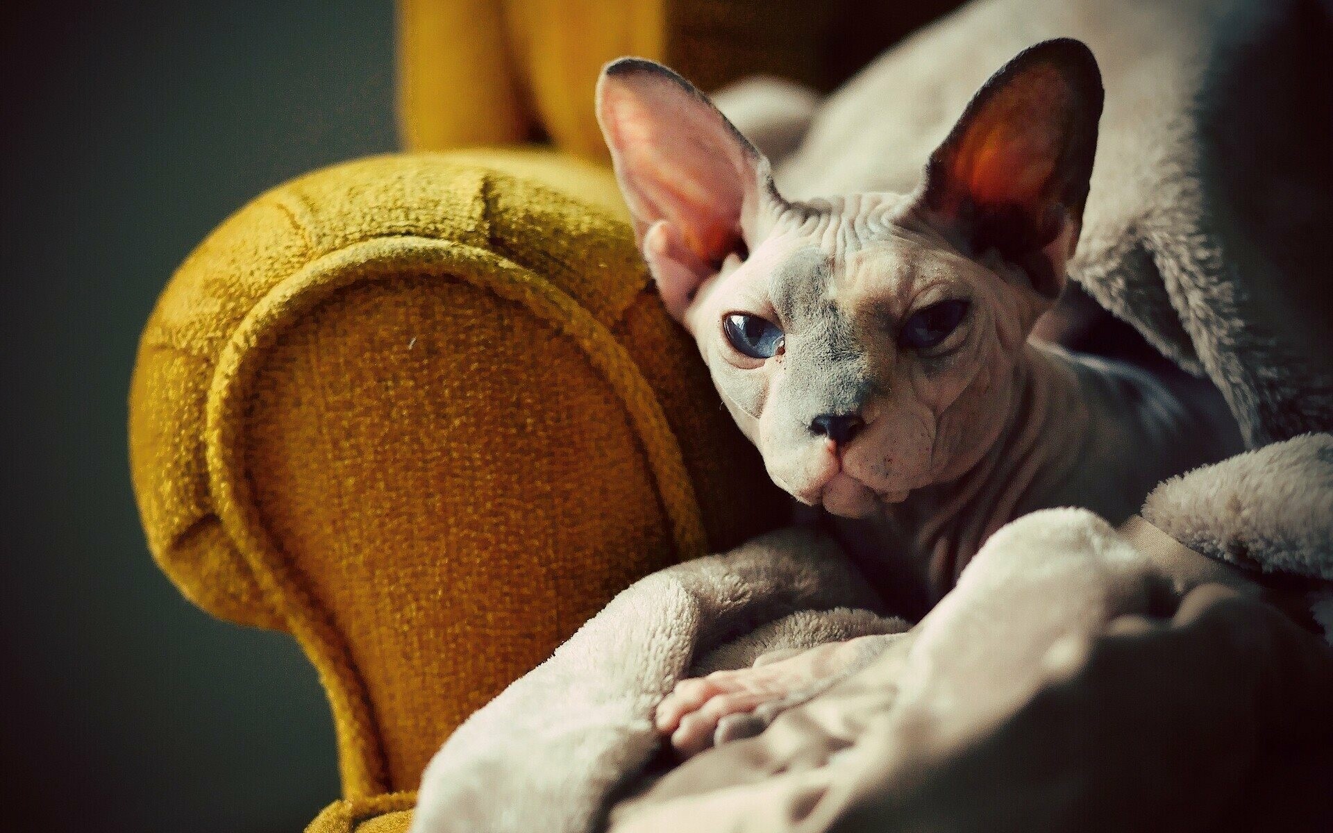 Sphynx: Nearly hairless, can range from completely bald to peach fuzz, Pet. 1920x1200 HD Wallpaper.