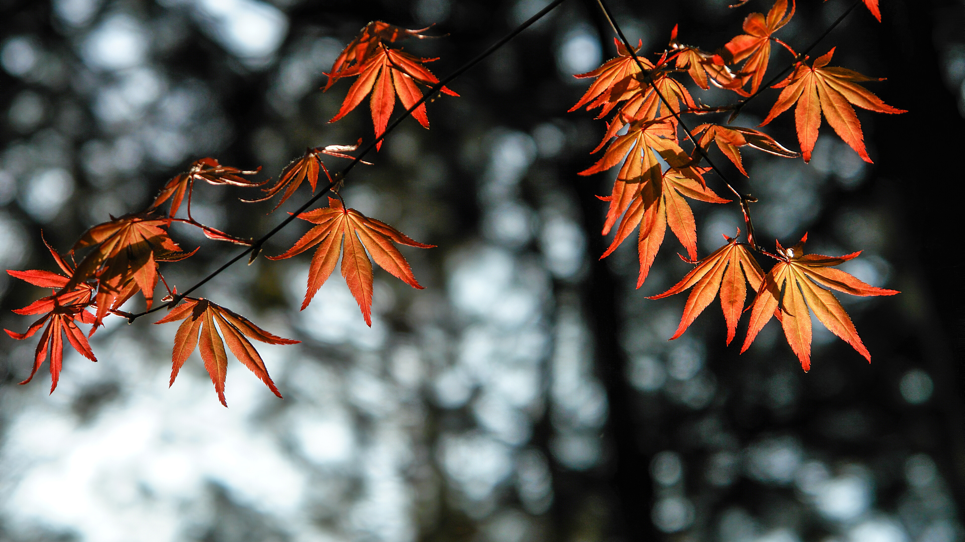 Leaves: Orange autumn foliage, Leaf senescence. 3840x2160 4K Background.