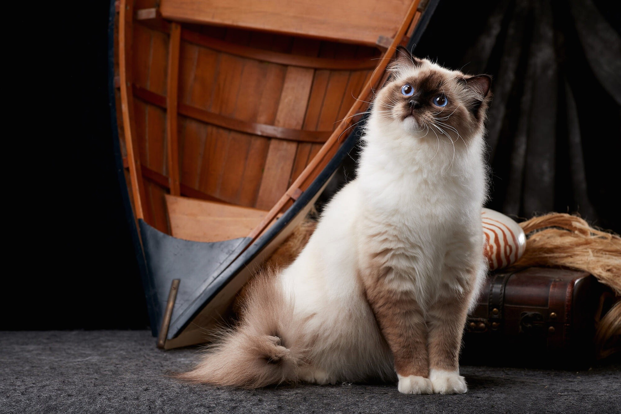 Ragdoll: Ragdolls are slow maturing, reaching full coat and color at about three years of age. 2000x1340 HD Wallpaper.