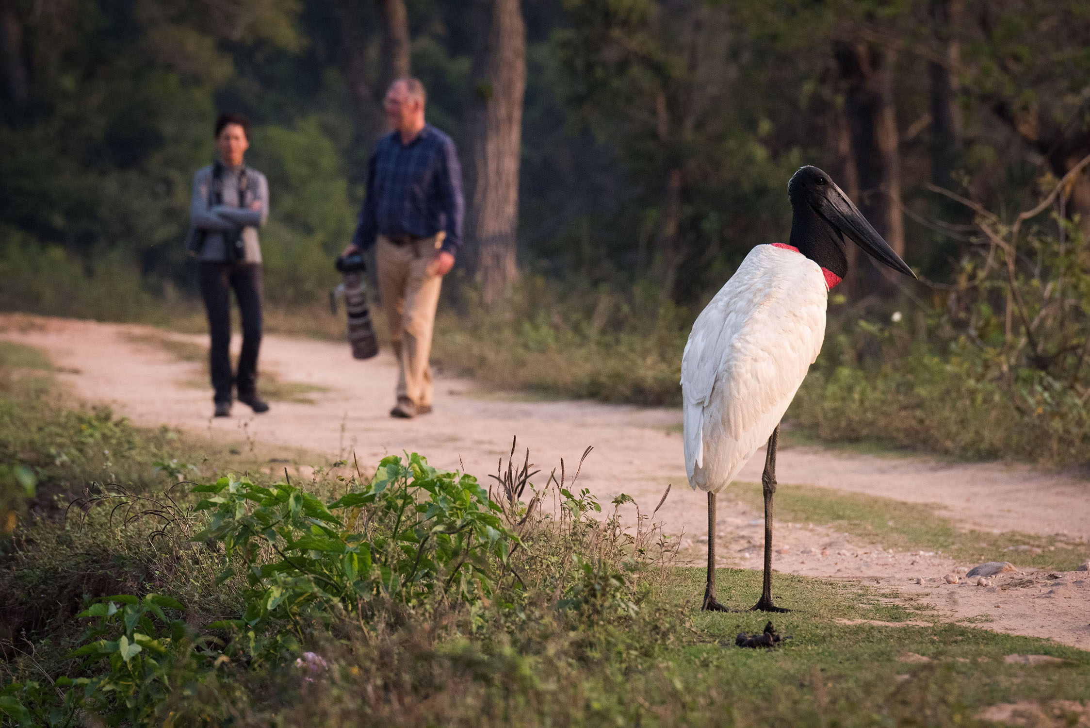 Southwild Lodges, Jabiru Bird, Birdwatching, Wildlife Encounters, 2250x1500 HD Desktop