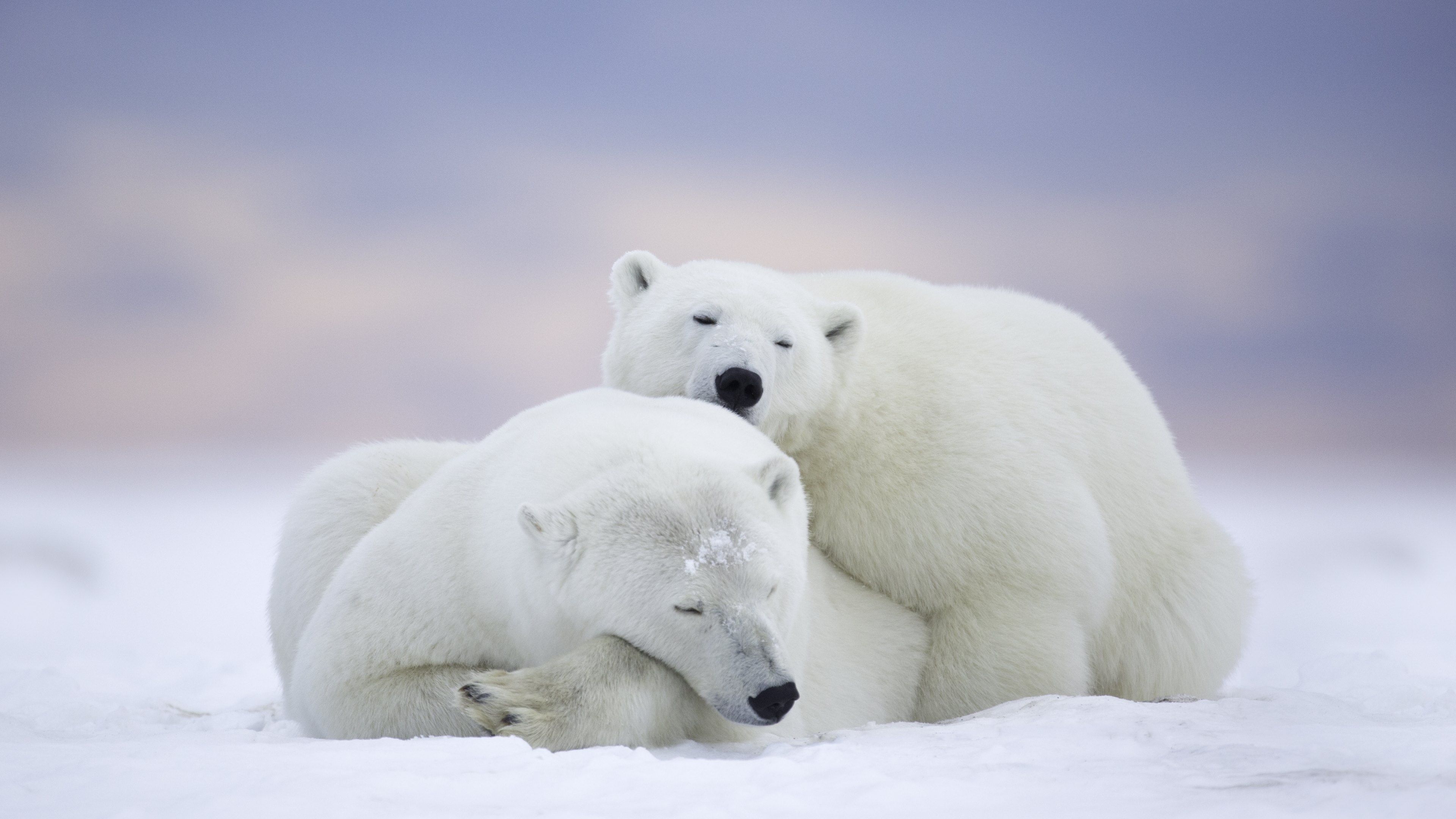 Top free polar bears wallpapers, Wide selection, High-quality images, Perfect for desktop, 3840x2160 4K Desktop