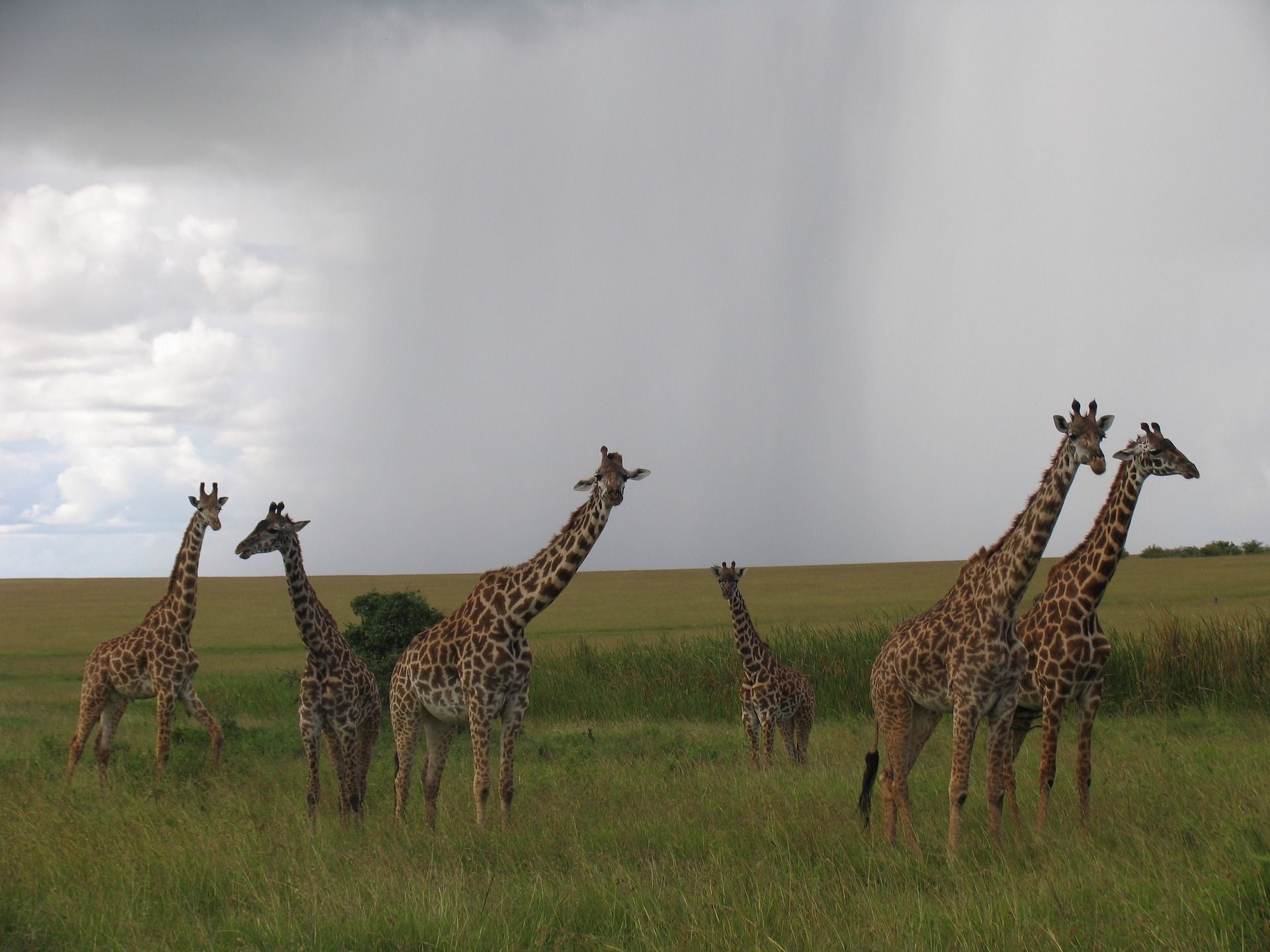 Maasai Mara National Reserve, Kenya's wildlife reserves, Wildlife addictedtotravel, Free photos, 1920x1440 HD Desktop