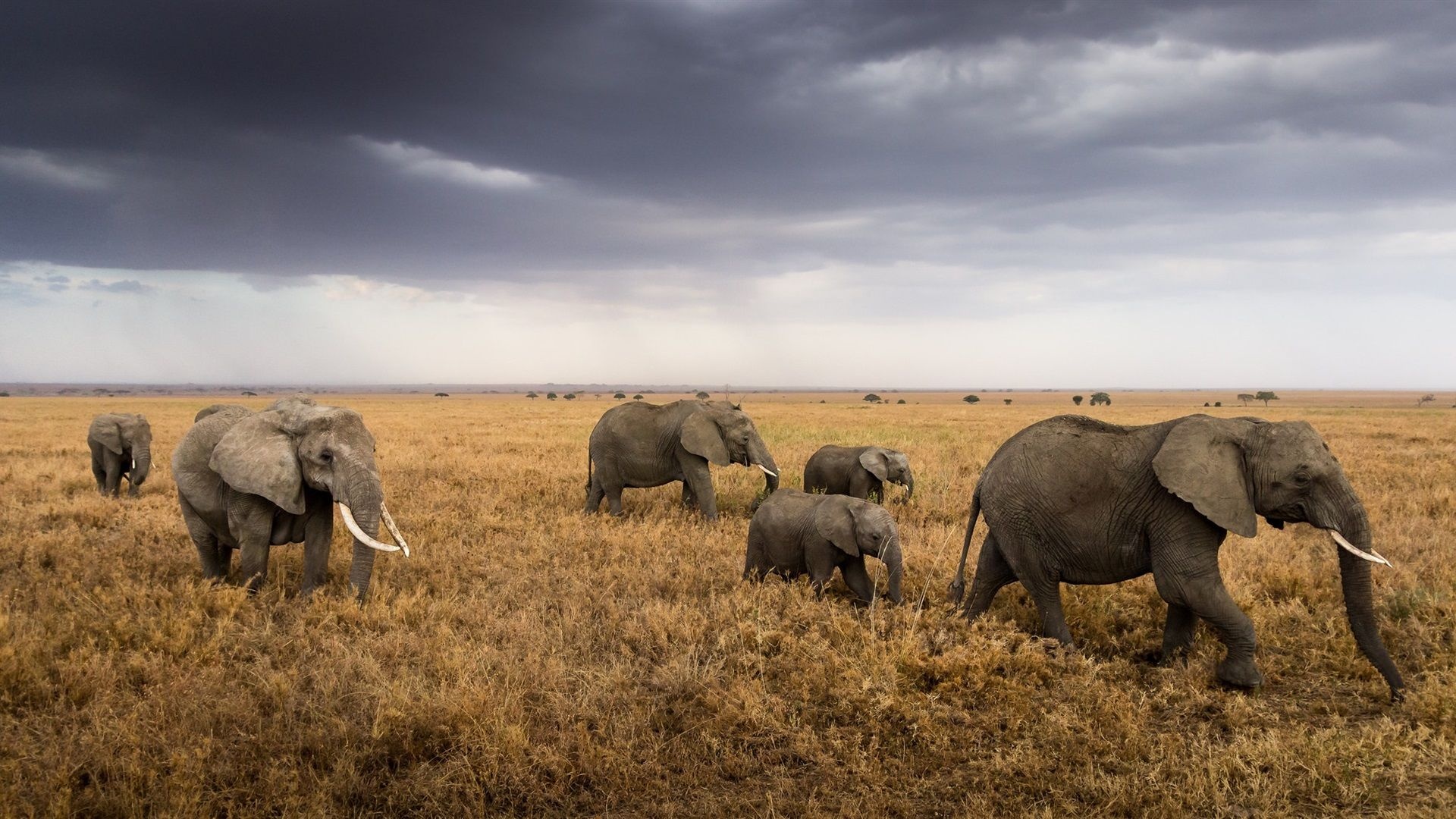 Serengeti National Park, Wildlife photography, Majestic animals, African safari, 1920x1080 Full HD Desktop