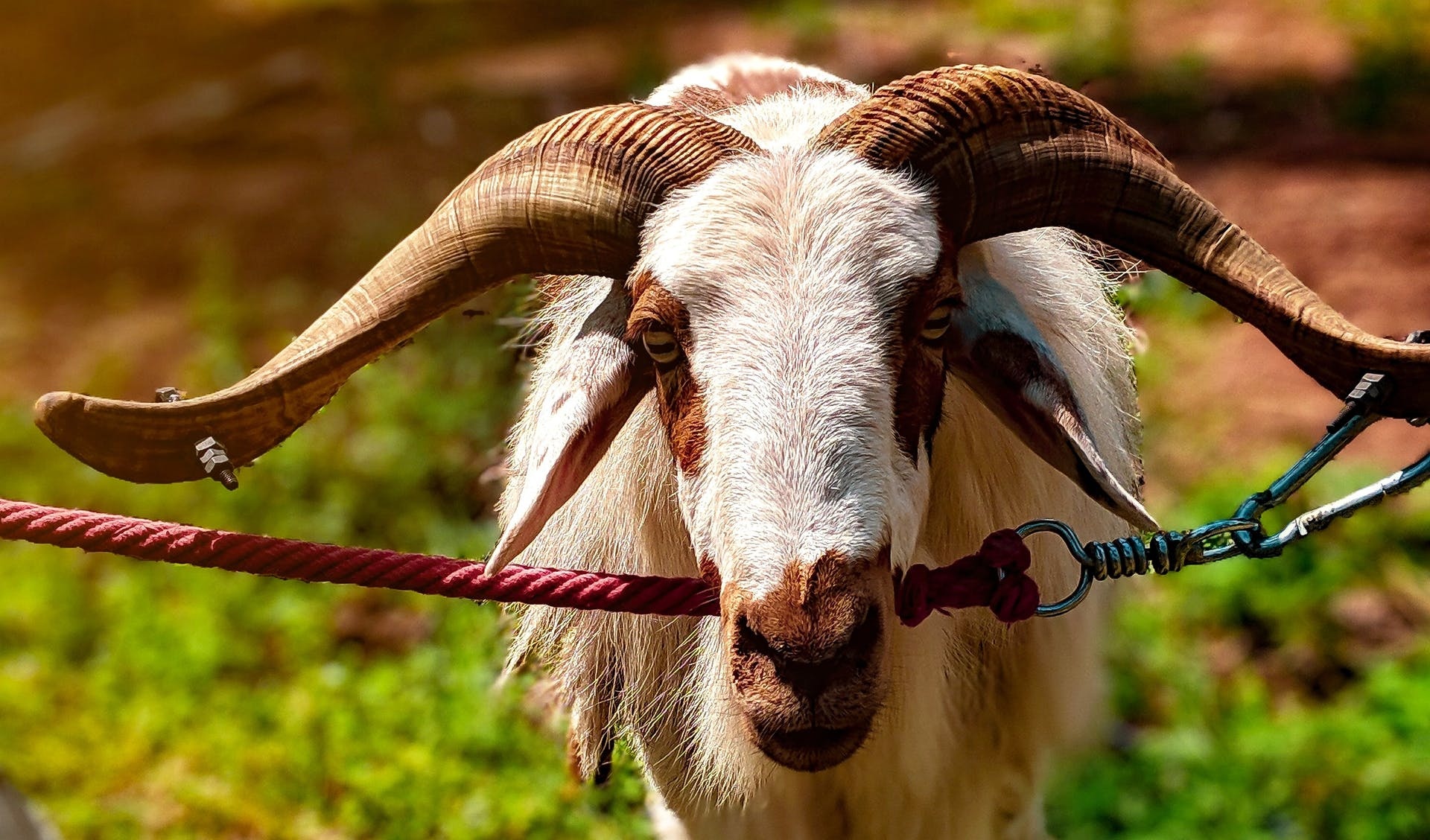 Cute domestic goats, 4K goat wallpapers, HD goat pictures, Lovely goat backgrounds, 1920x1130 HD Desktop