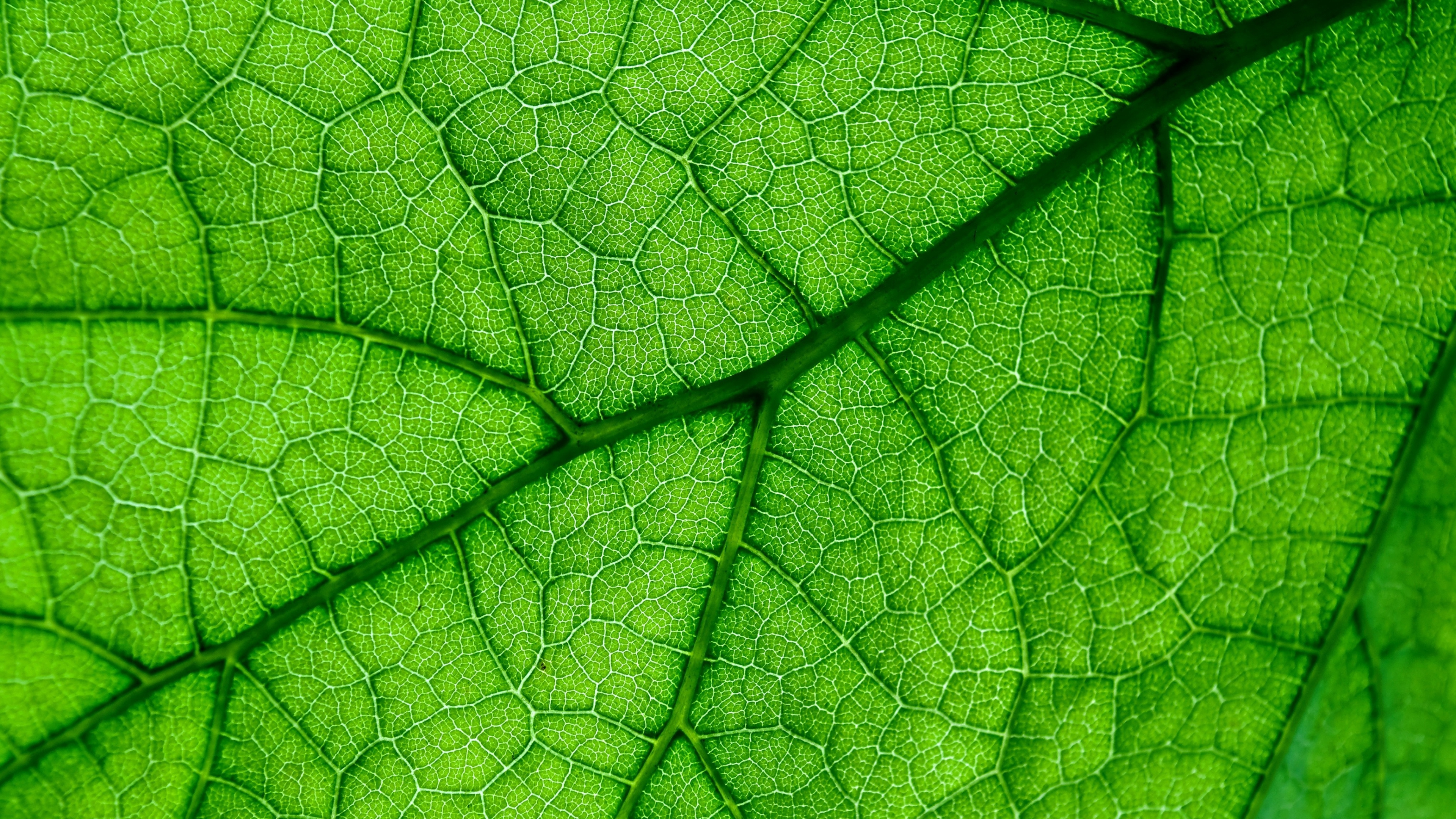 Green Leaf: Close-up view of the secondary veins, the midvein and the structure of a fern leaf. 3840x2160 4K Background.