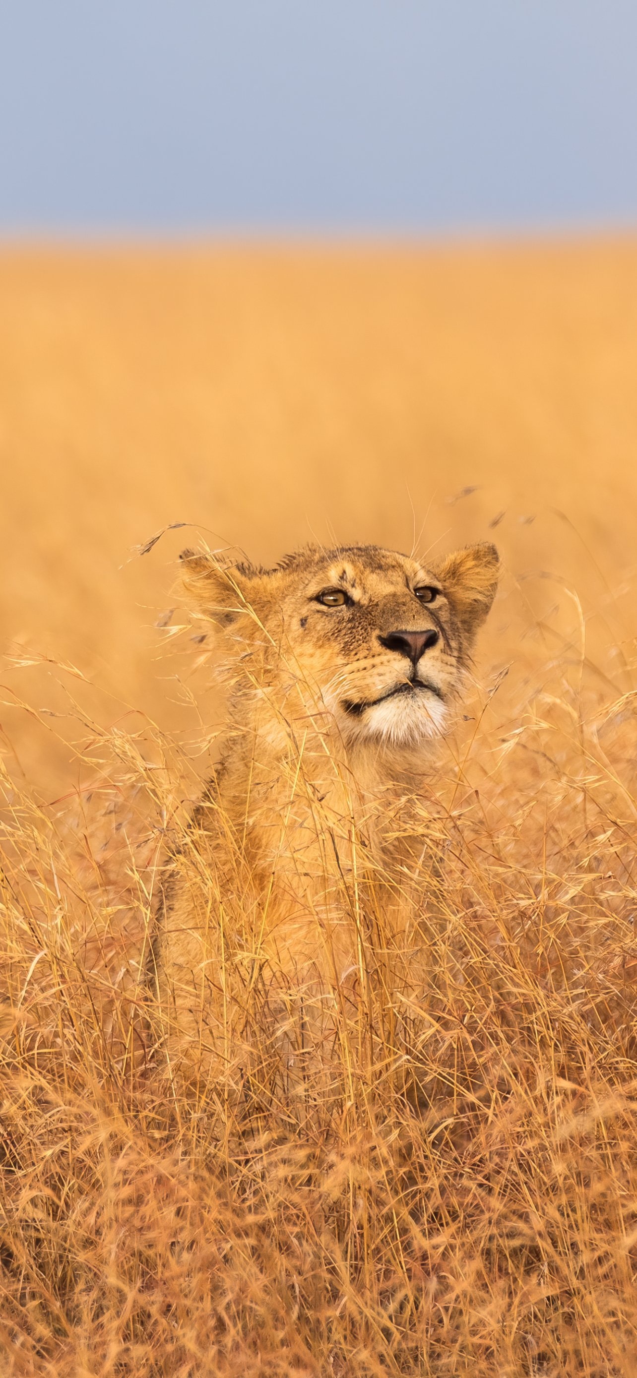 Majestätischer Löwe in der Serengeti, 1290x2780 HD Handy