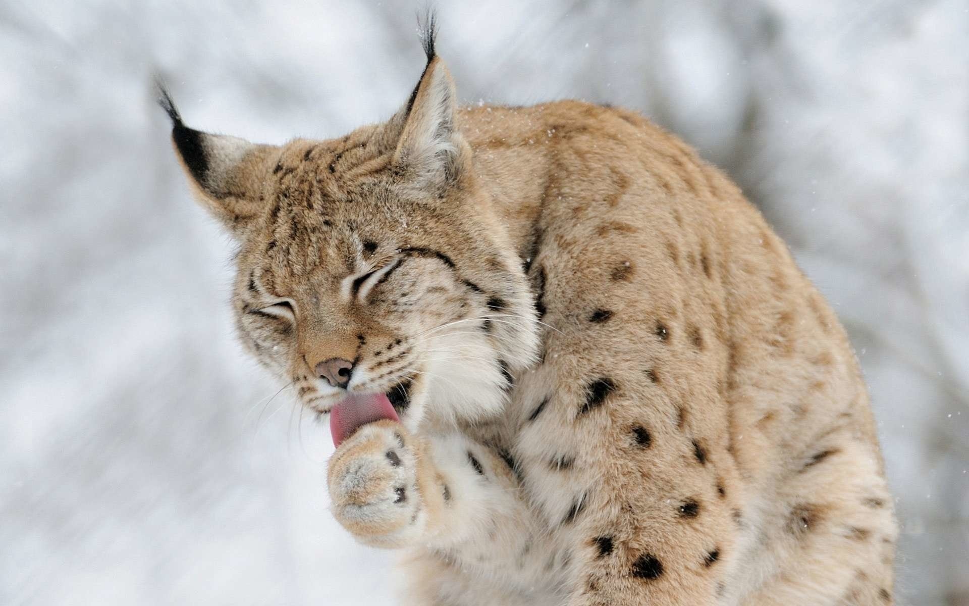 Lynx wonder, Enigmatic creature, Mesmerizing gaze, Captivating predator, 1920x1200 HD Desktop