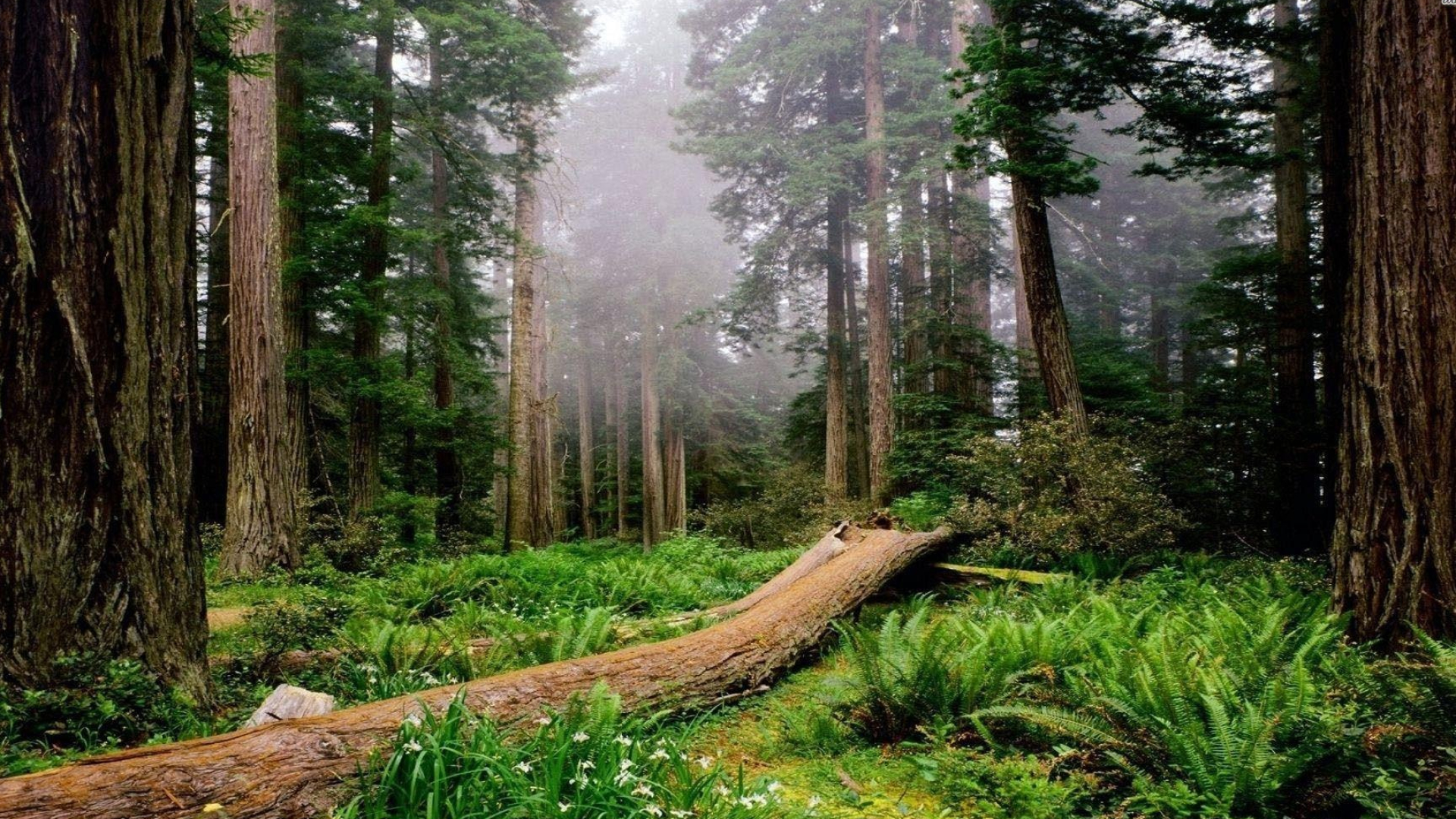 Cedar Tree, Redwood national parks, Majestic nature, State parks, 1920x1080 Full HD Desktop