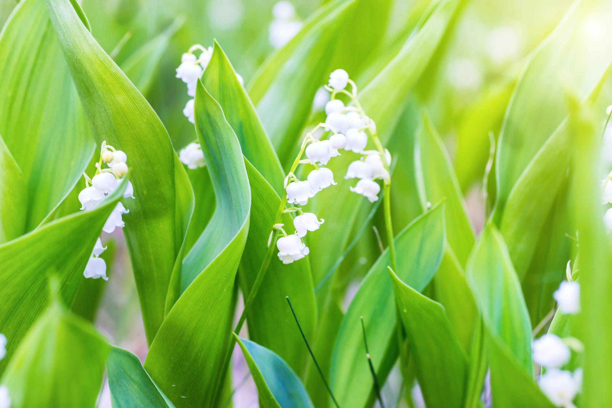 Lily of the Valley: This plant typically blooms for a period of about four weeks during mid-spring to early summer—the exact bloom period depends on your hardiness zone. 2120x1420 HD Background.