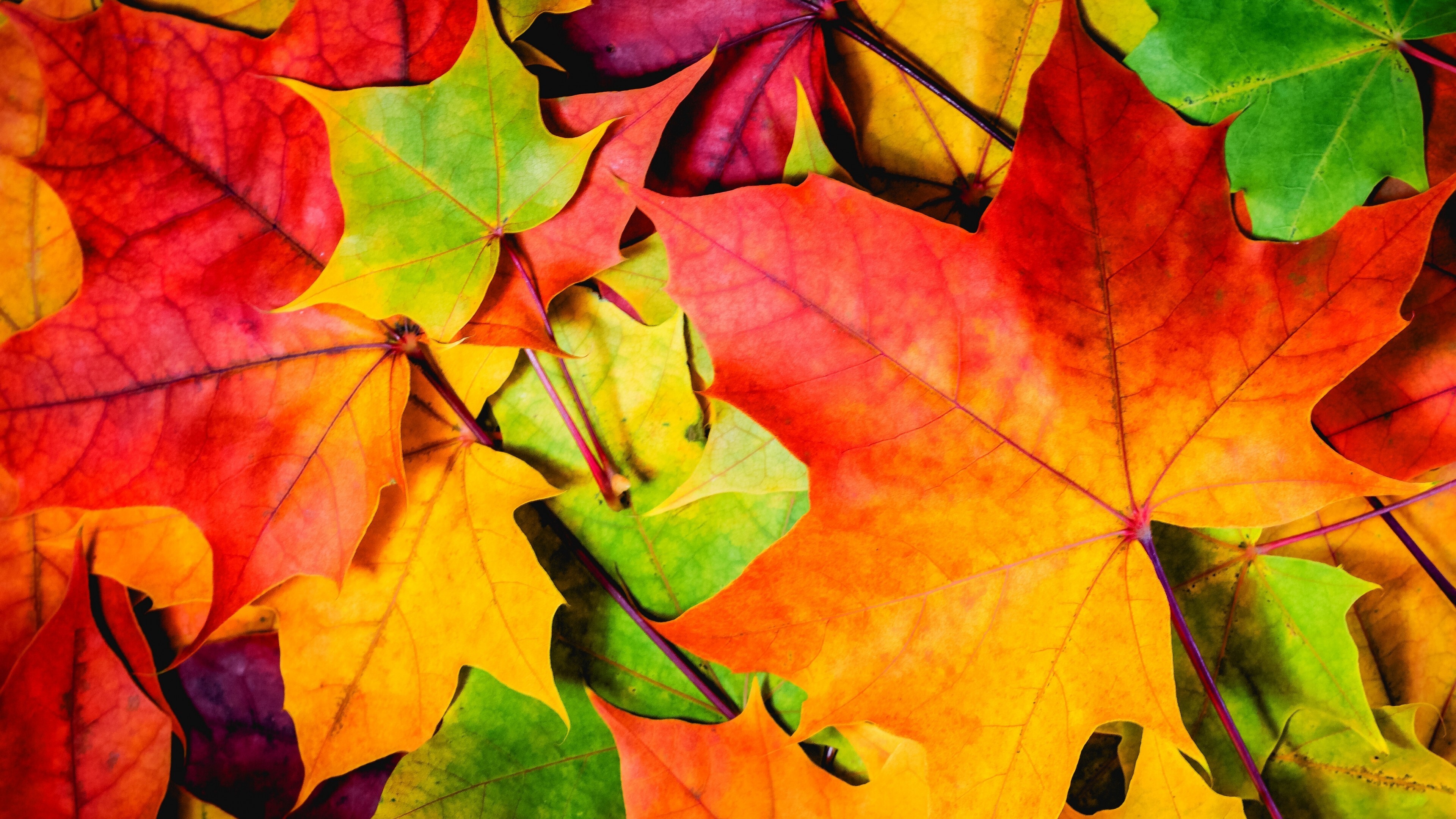 Gold Leaf: The Autumn Blaze maple tree, Beautiful fall foliage, Chlorophyll breakdown. 3840x2160 4K Wallpaper.