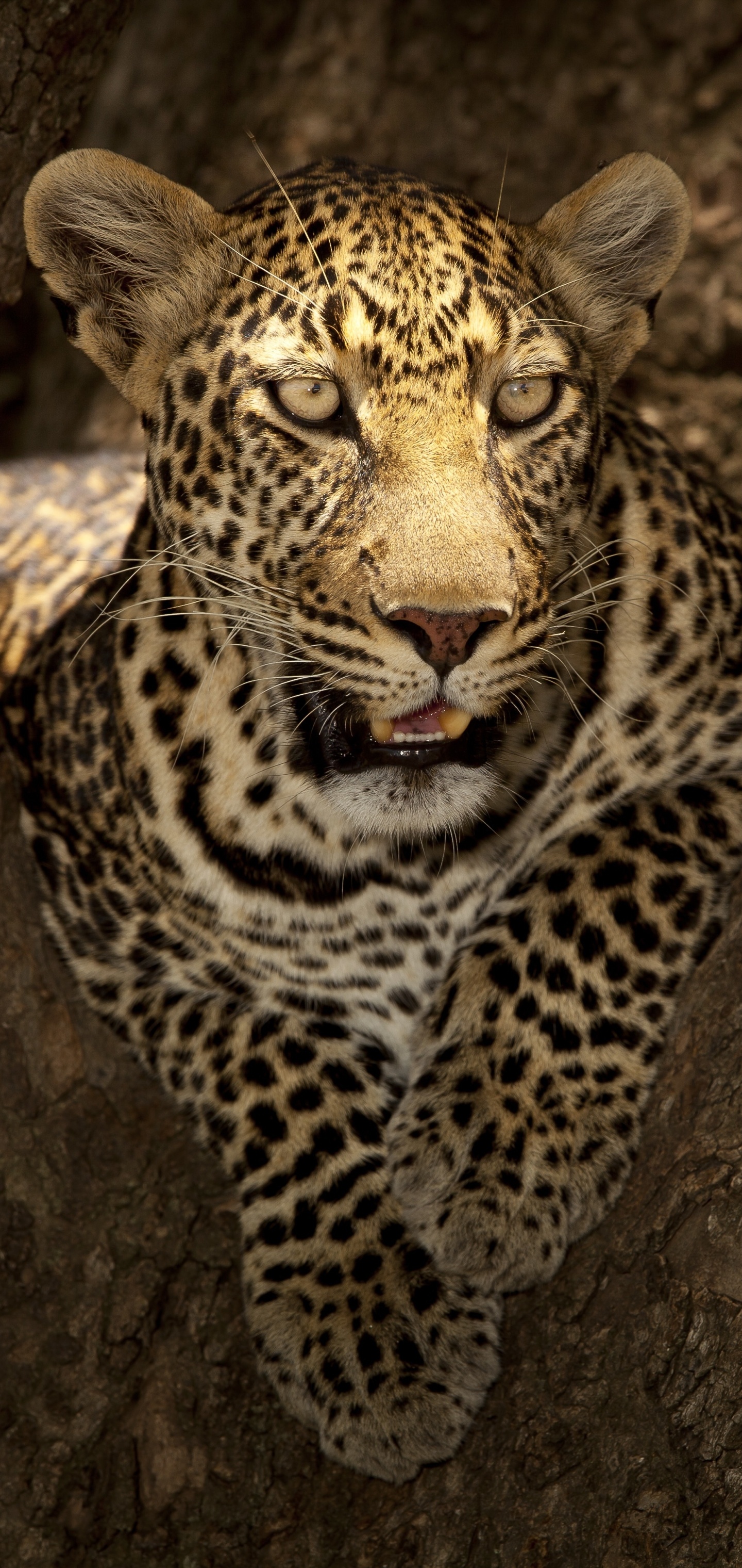 Animal leopard, Magnificent creature, 1440x3040 HD Phone