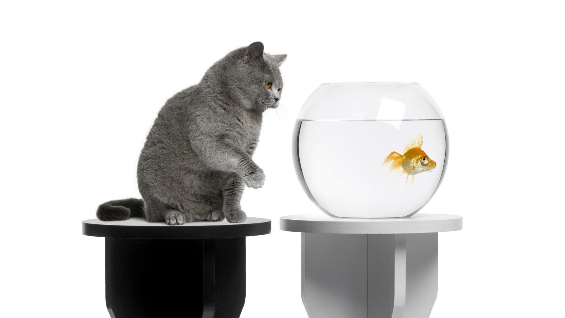 Fishbowl, Silver tabby cat, Watching over, 1920x1080 Full HD Desktop
