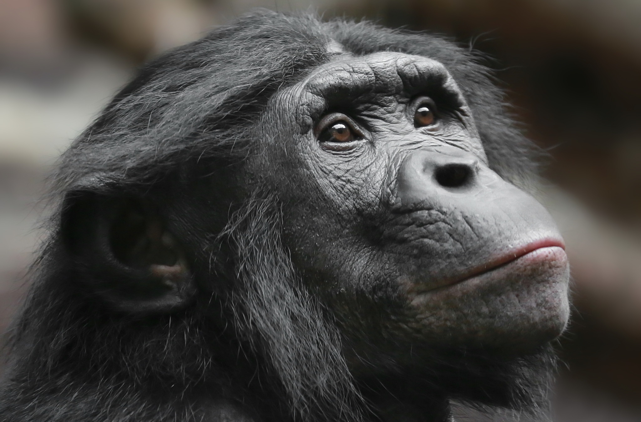 Bonobo in the wild, Primate behavior, Bonobo social structure, Intelligent ape, 2050x1350 HD Desktop
