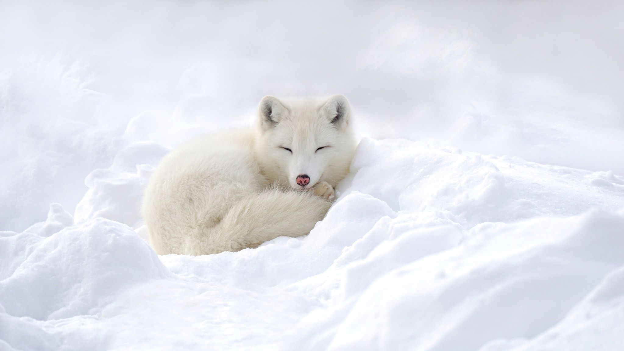 Arctic travels, Cute snow fox, Popular backgrounds, 2050x1160 HD Desktop