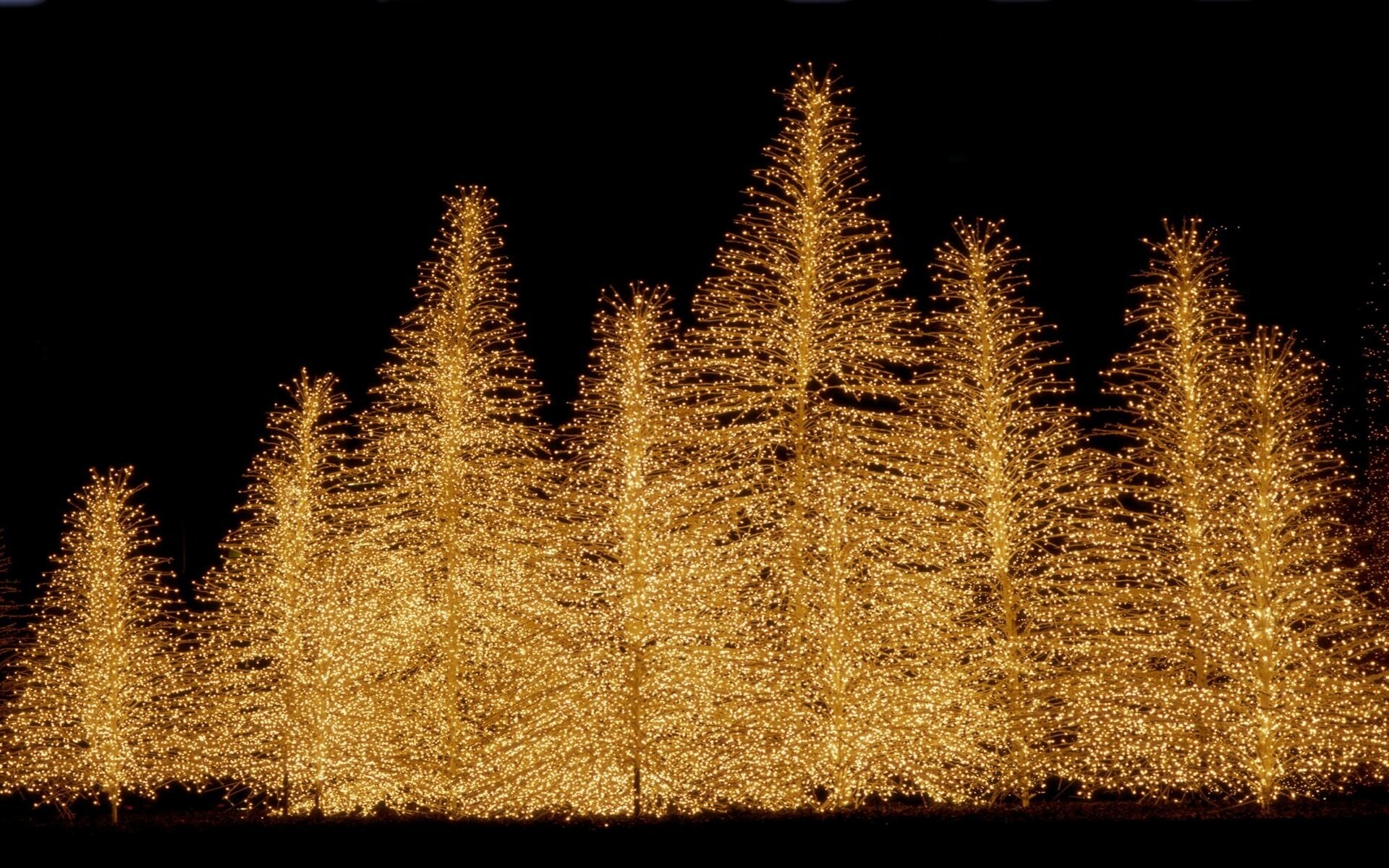 Gold Lights: Bushy golden Christmas trees, Decorative, Shiny sparkling light and shimmer. 1920x1200 HD Background.