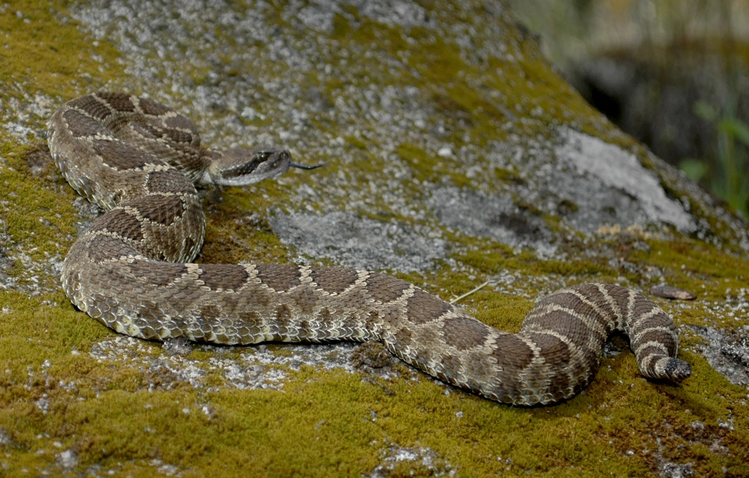 Rattlesnake country, Habitat awareness, Snake safety, Conservation efforts, 2600x1670 HD Desktop