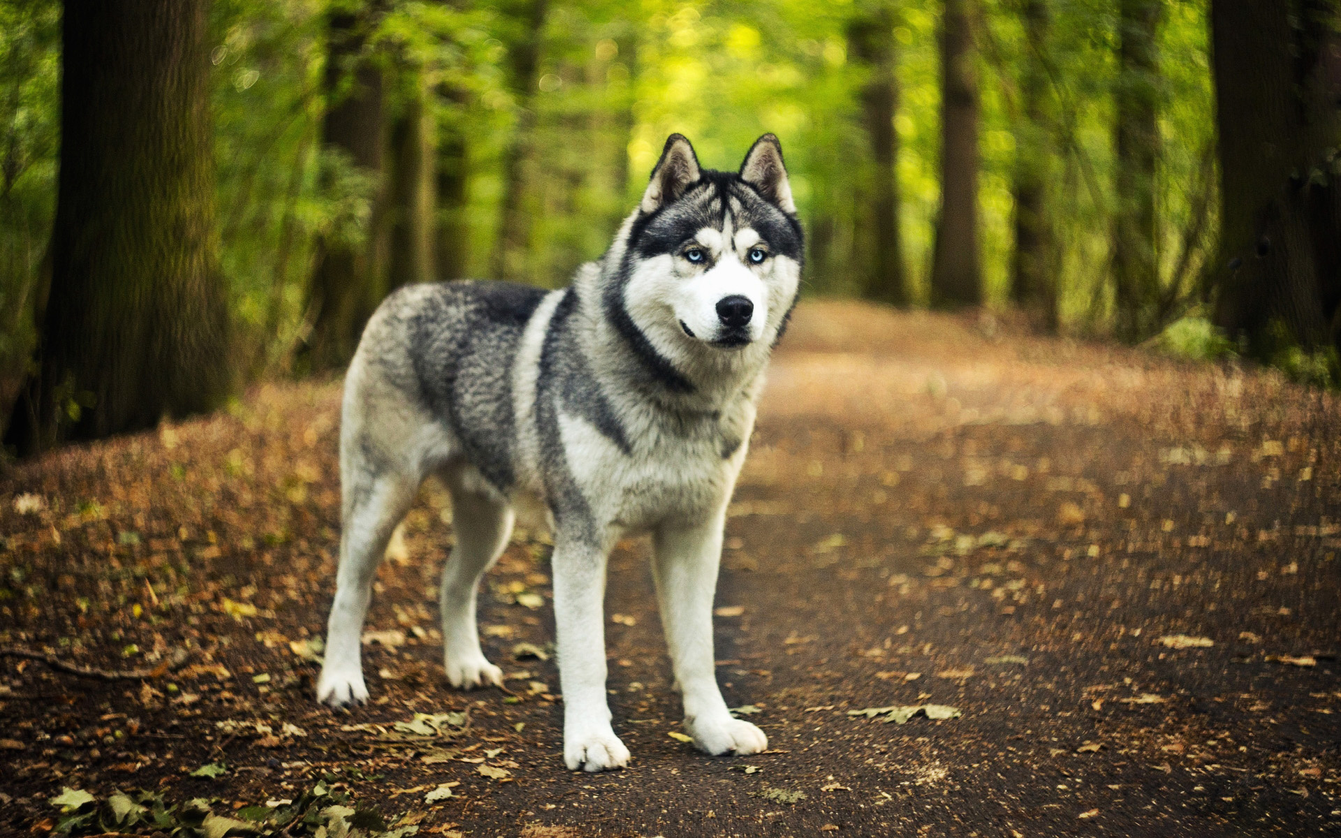 Siberian husky in the forest, Bokeh ambiance, Cute pets, High-quality HD pictures, 1920x1200 HD Desktop