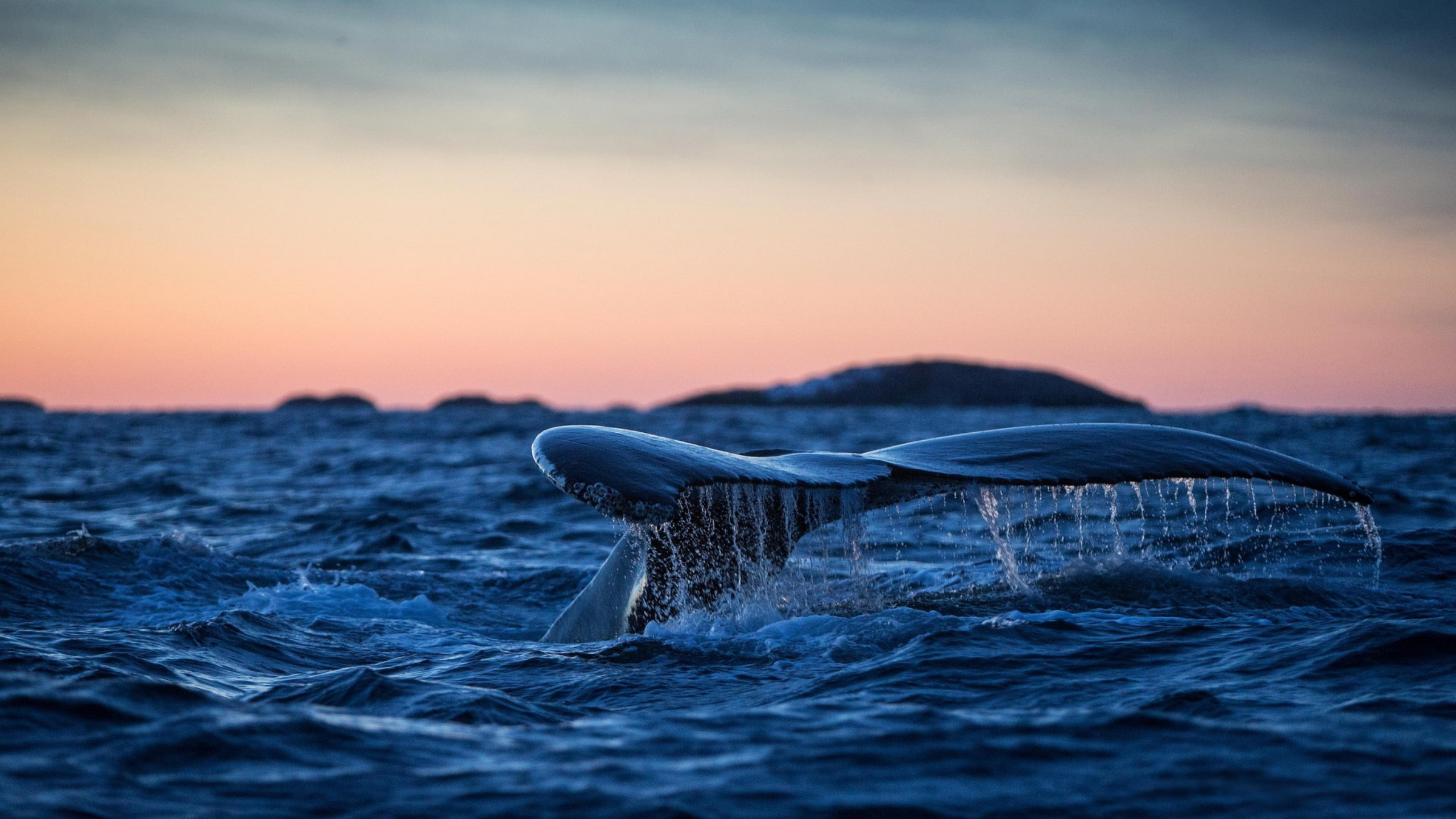 Blue Whale, Whale pictures, Wallpapers, 2560x1440 HD Desktop