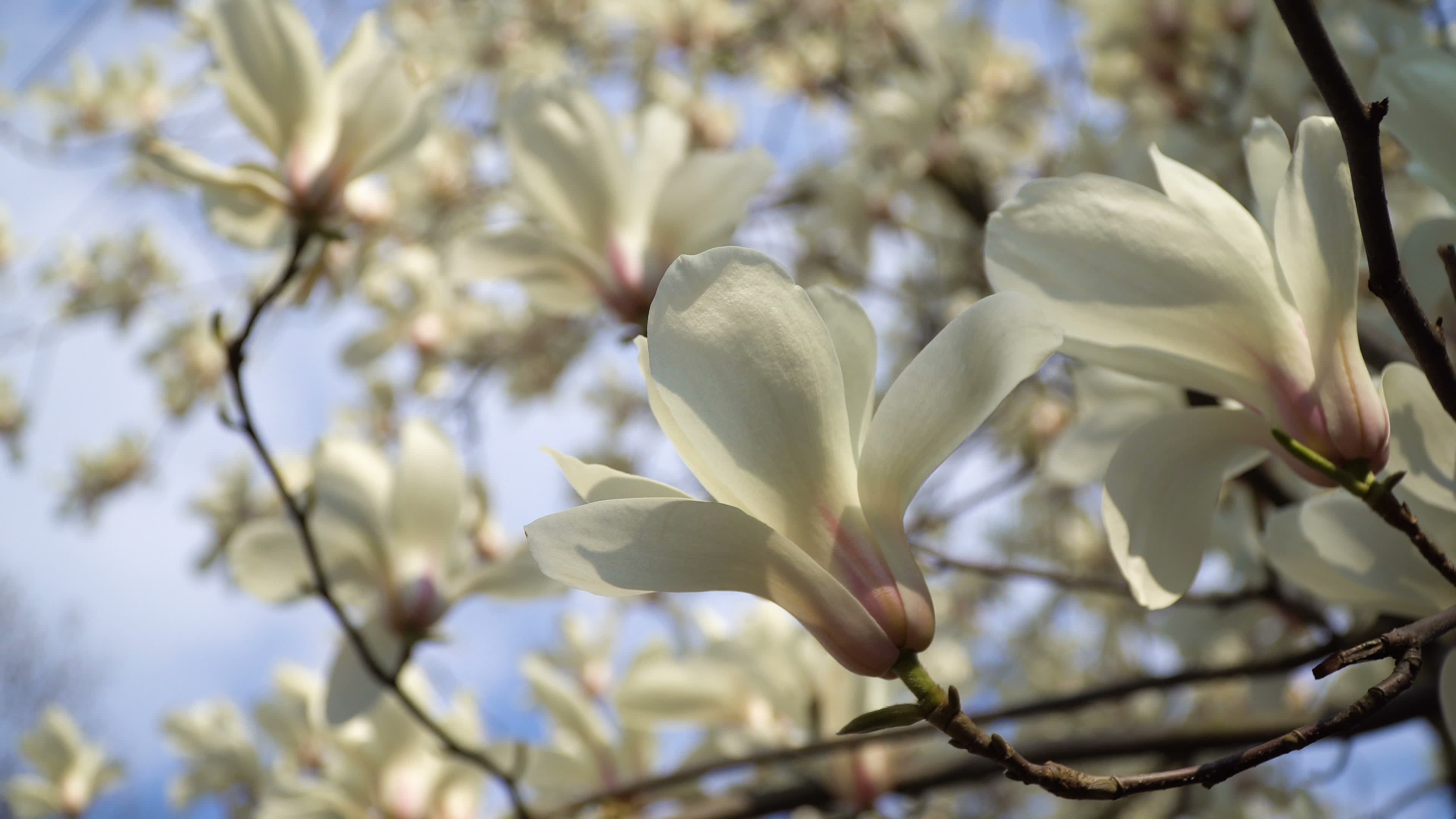 White Magnolia, Blue Sky, Tree Branch, Stock Video, 3840x2160 4K Desktop