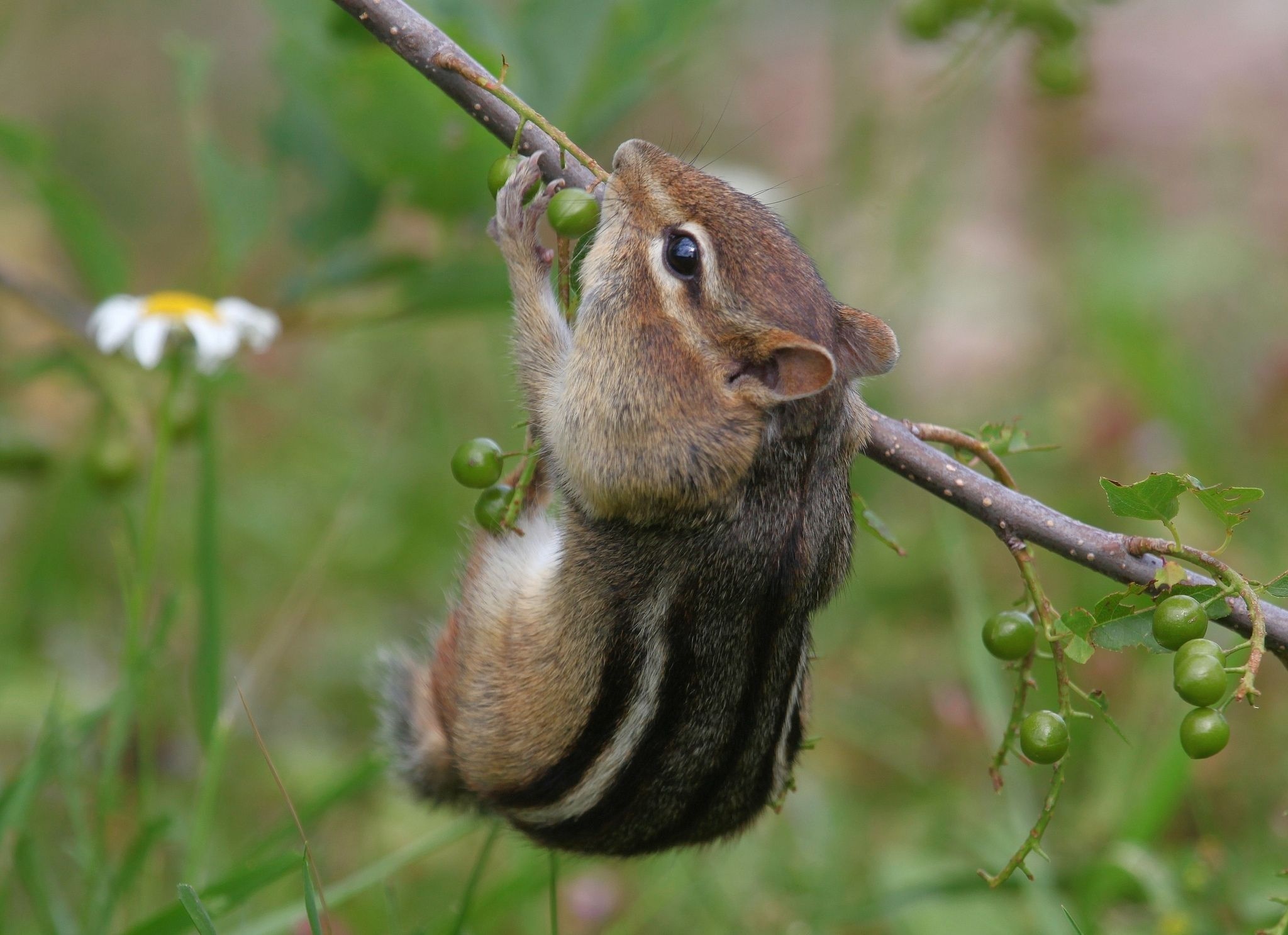 Chipmunk: The Siberian specie (Eutamias sibiricus) is native to northern Asia. 2050x1490 HD Background.