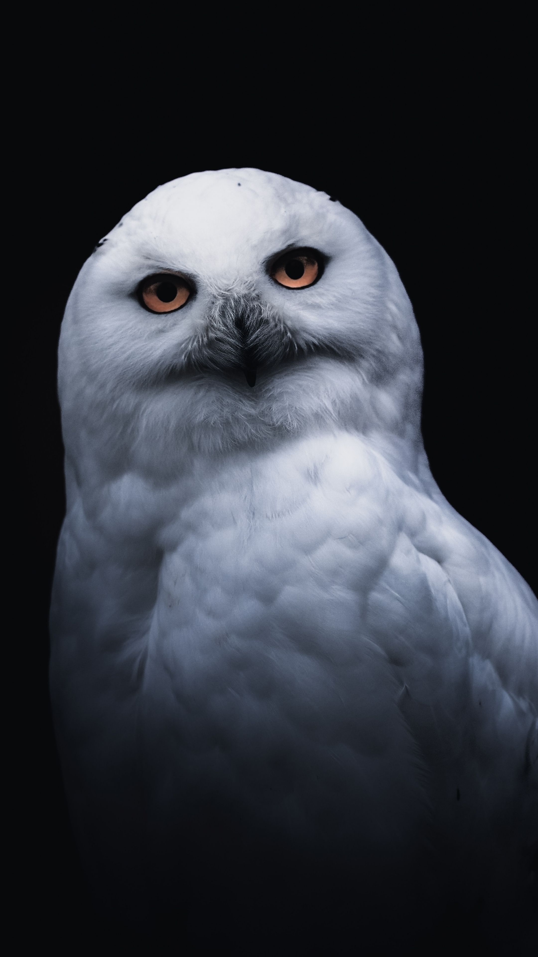 Hedwig: Killed defending Harry Potter from the Death Eater in the film version. 2160x3840 4K Wallpaper.