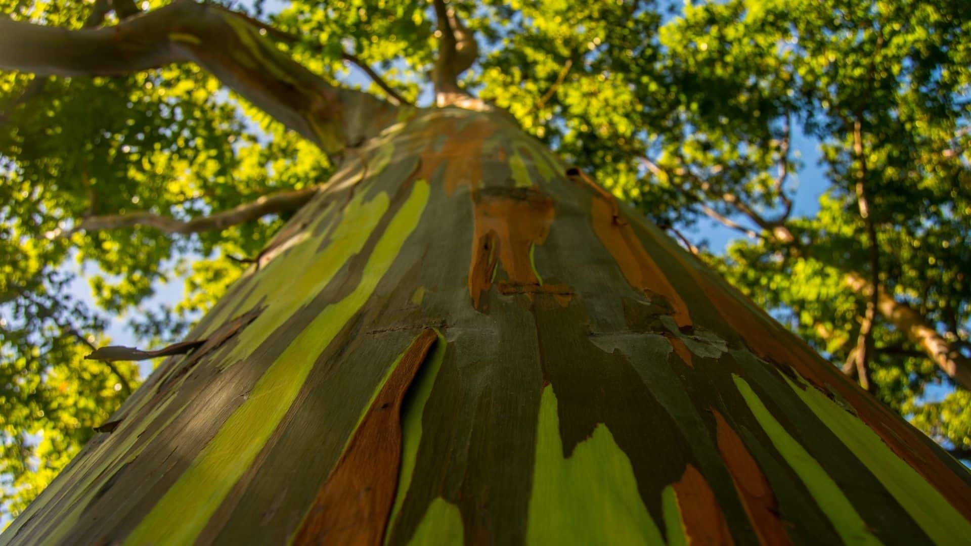 Rainbow eucalyptus tree, Unique treasure, Natures, 1920x1080 Full HD Desktop