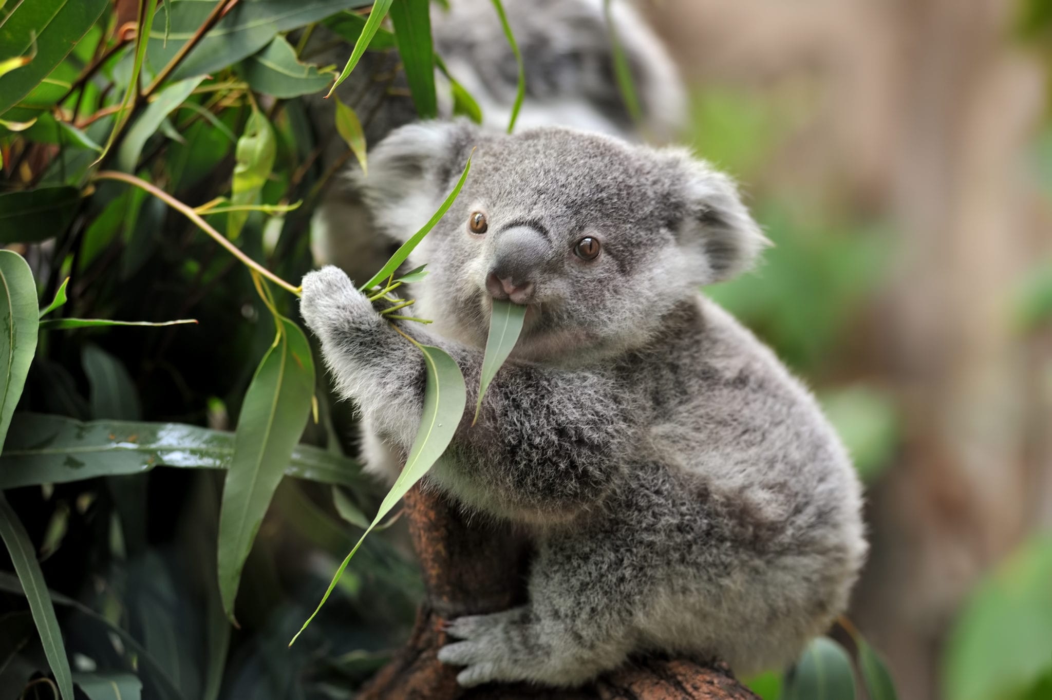 Australian Wildlife Society, Koala conservation efforts, Protecting koala habitats, Advocating for change, 2050x1370 HD Desktop