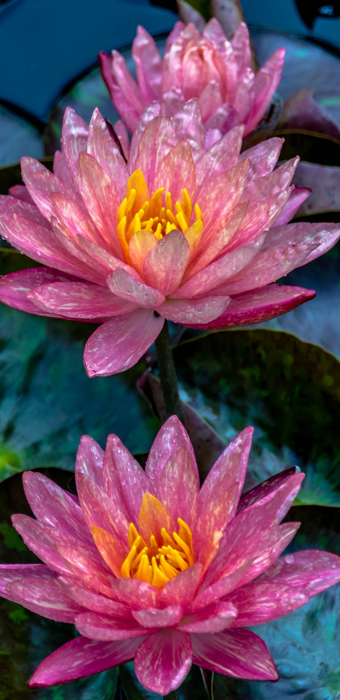 Water Lily, Earthy tones, Aquatic plant, Serene environment, 1440x2960 HD Handy