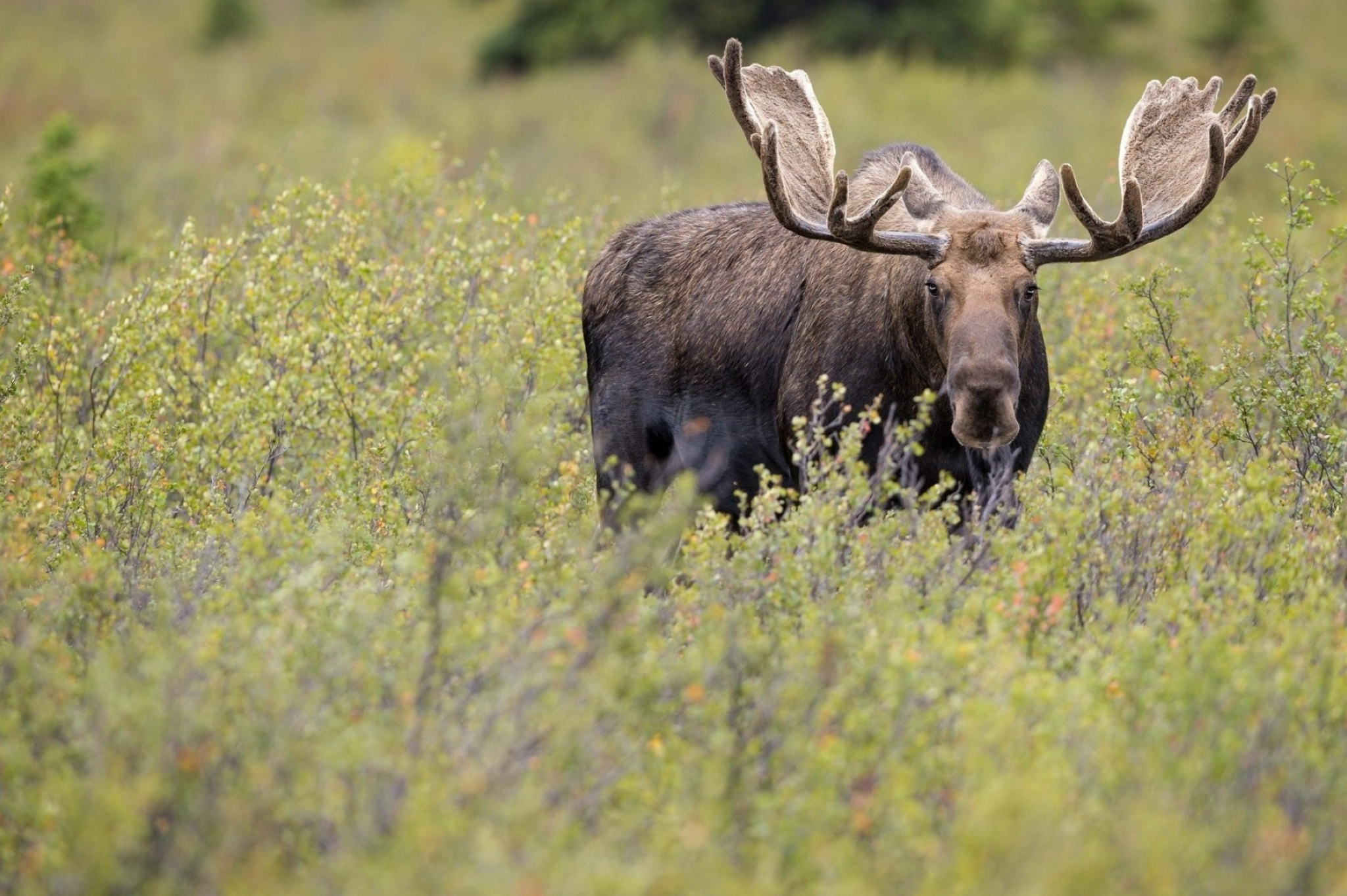 Alaskan moose, Untamed wilderness, Majestic creatures, Scenic landscapes, 2050x1370 HD Desktop